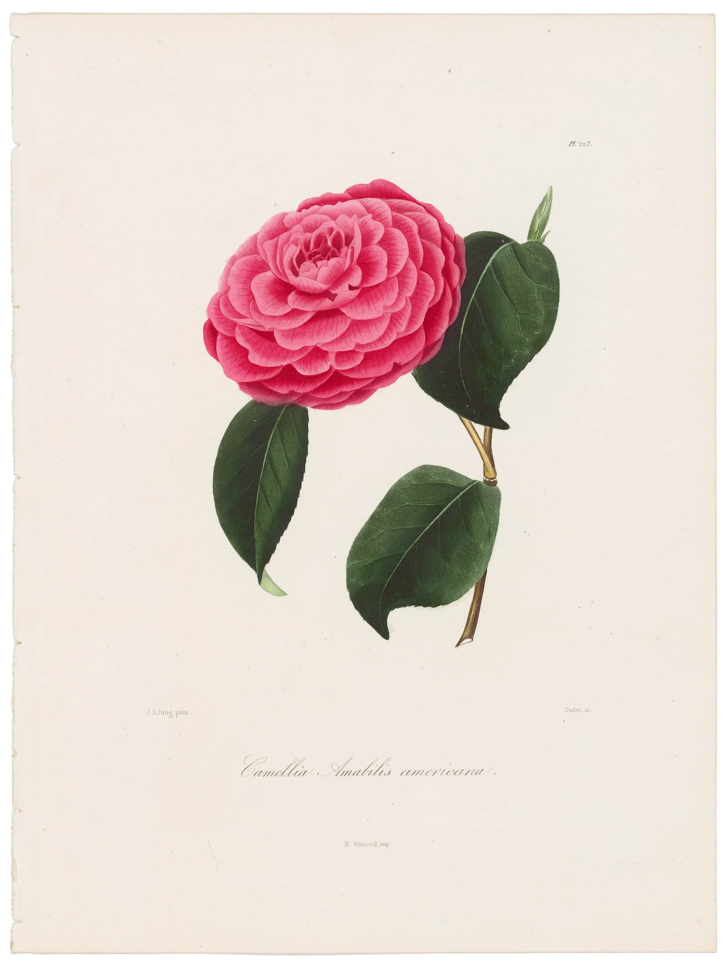 Berlese, Botantial: Camellias, Amabilis americana