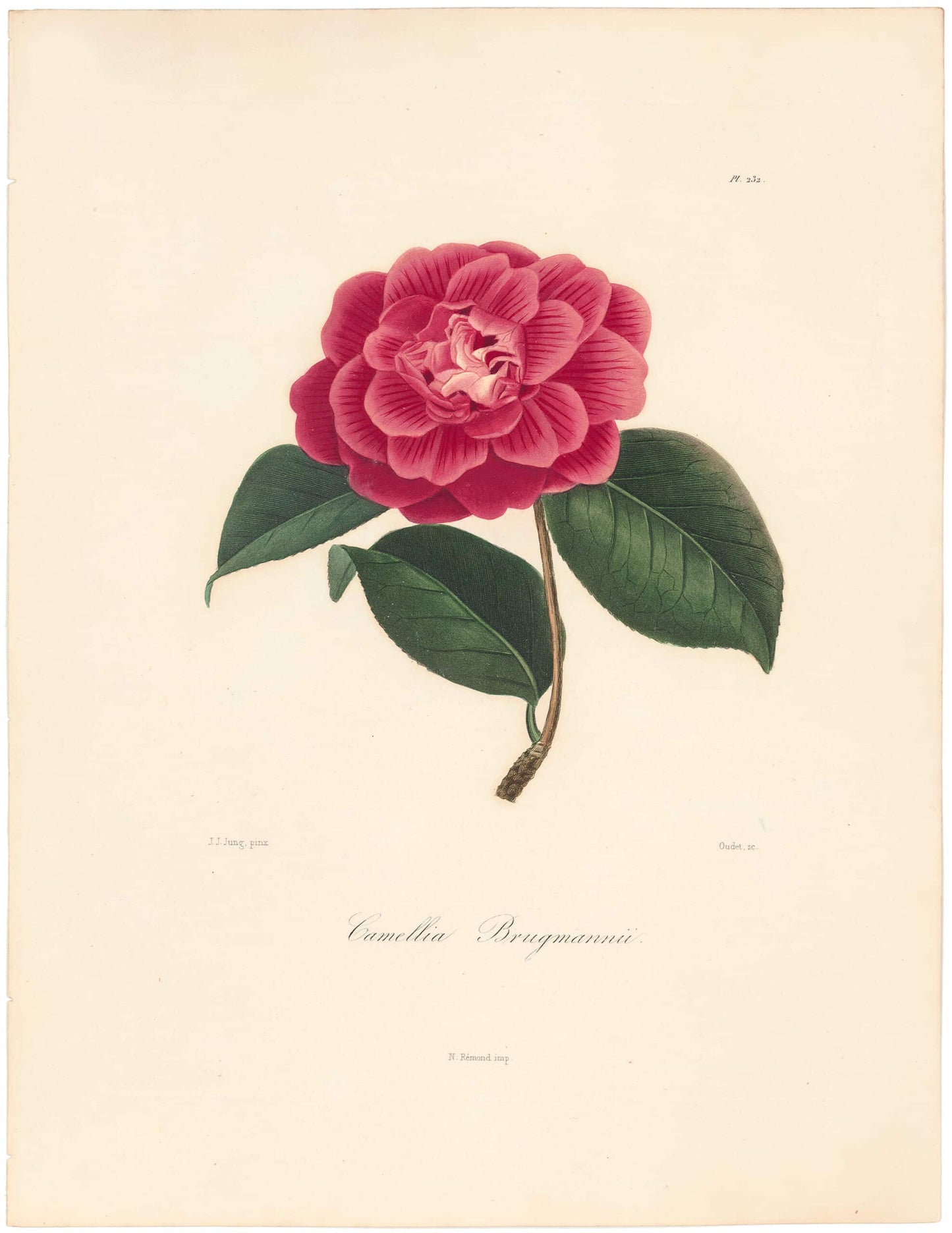 Berlese, Botantial: Camellias, Brugmannii