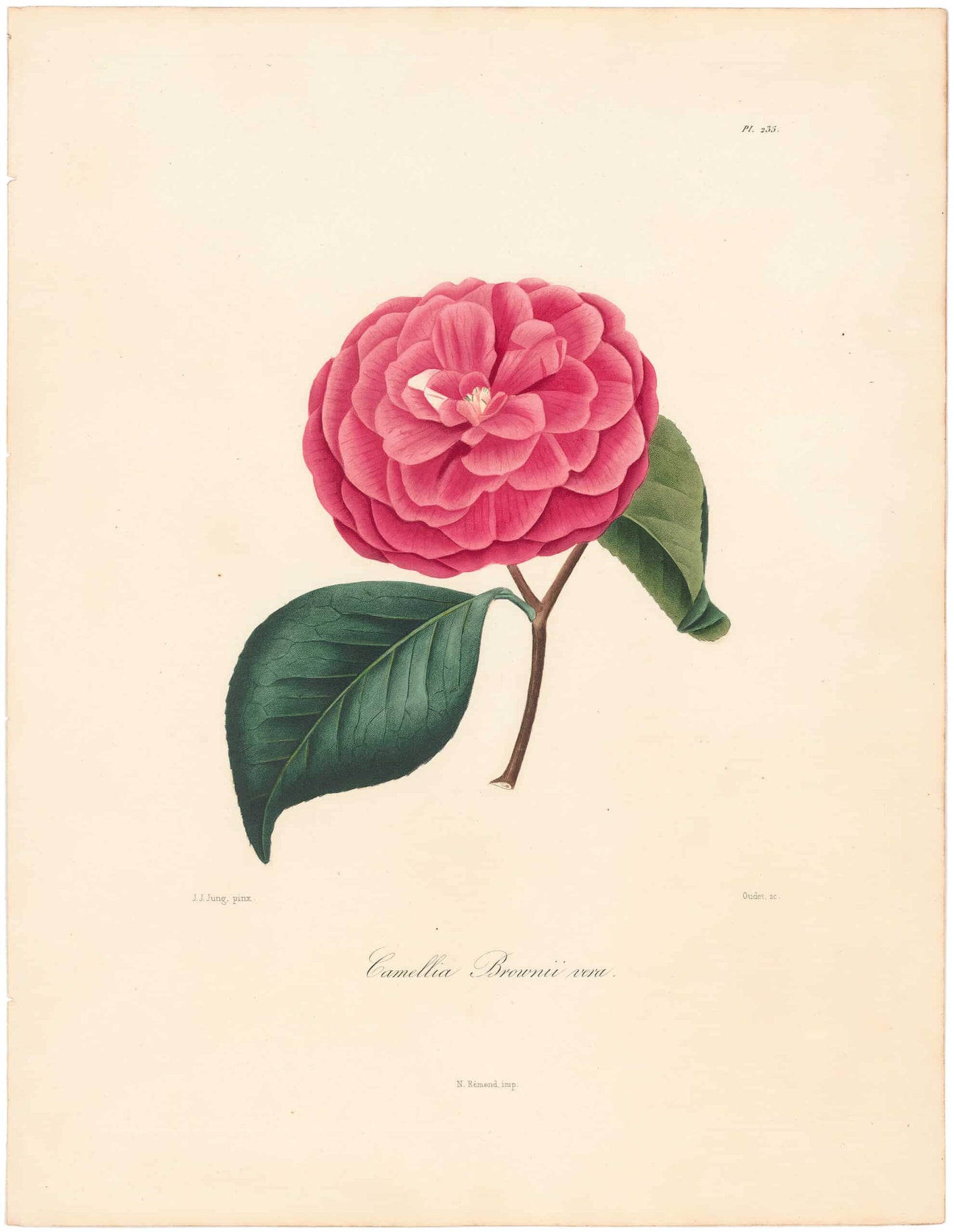 Berlese, Botantial: Camellias, Brownii vera