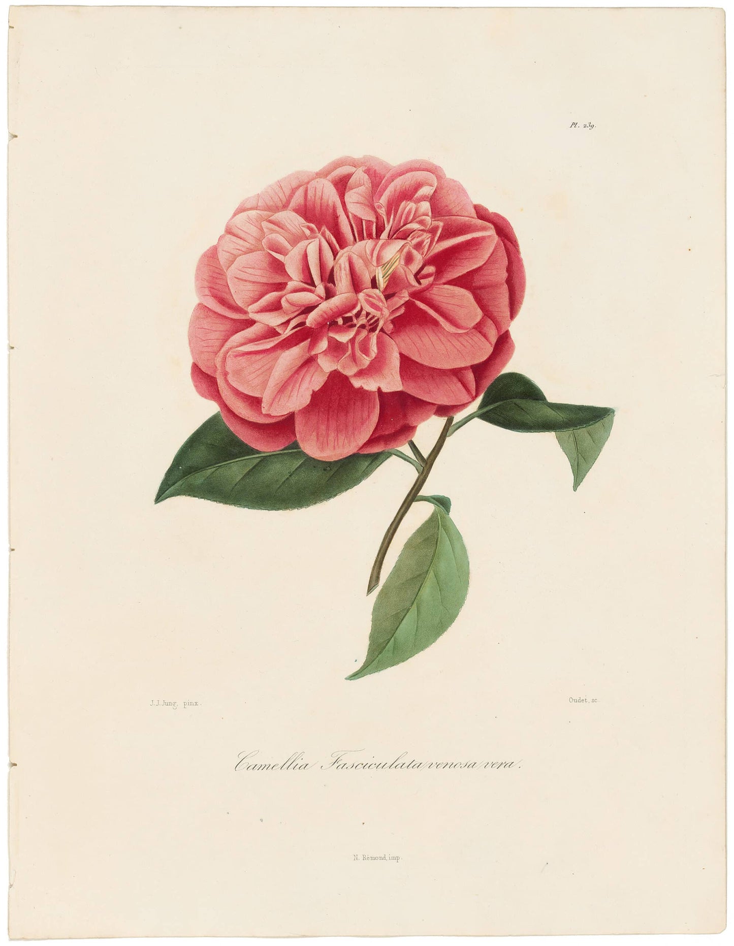 Berlese, Botantial: Camellias, Fascuculata