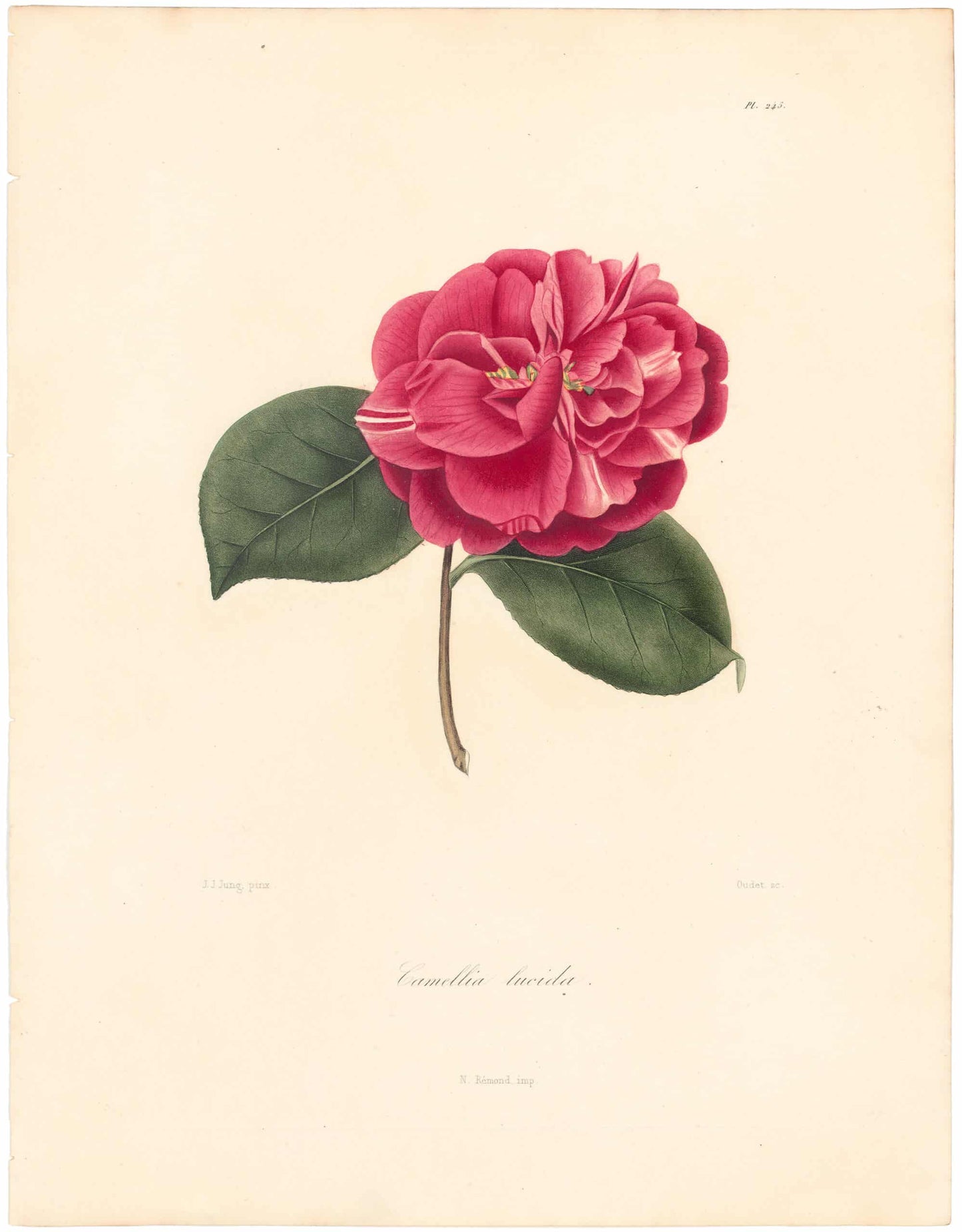 Berlese, Botantial: Camellias, Lucida