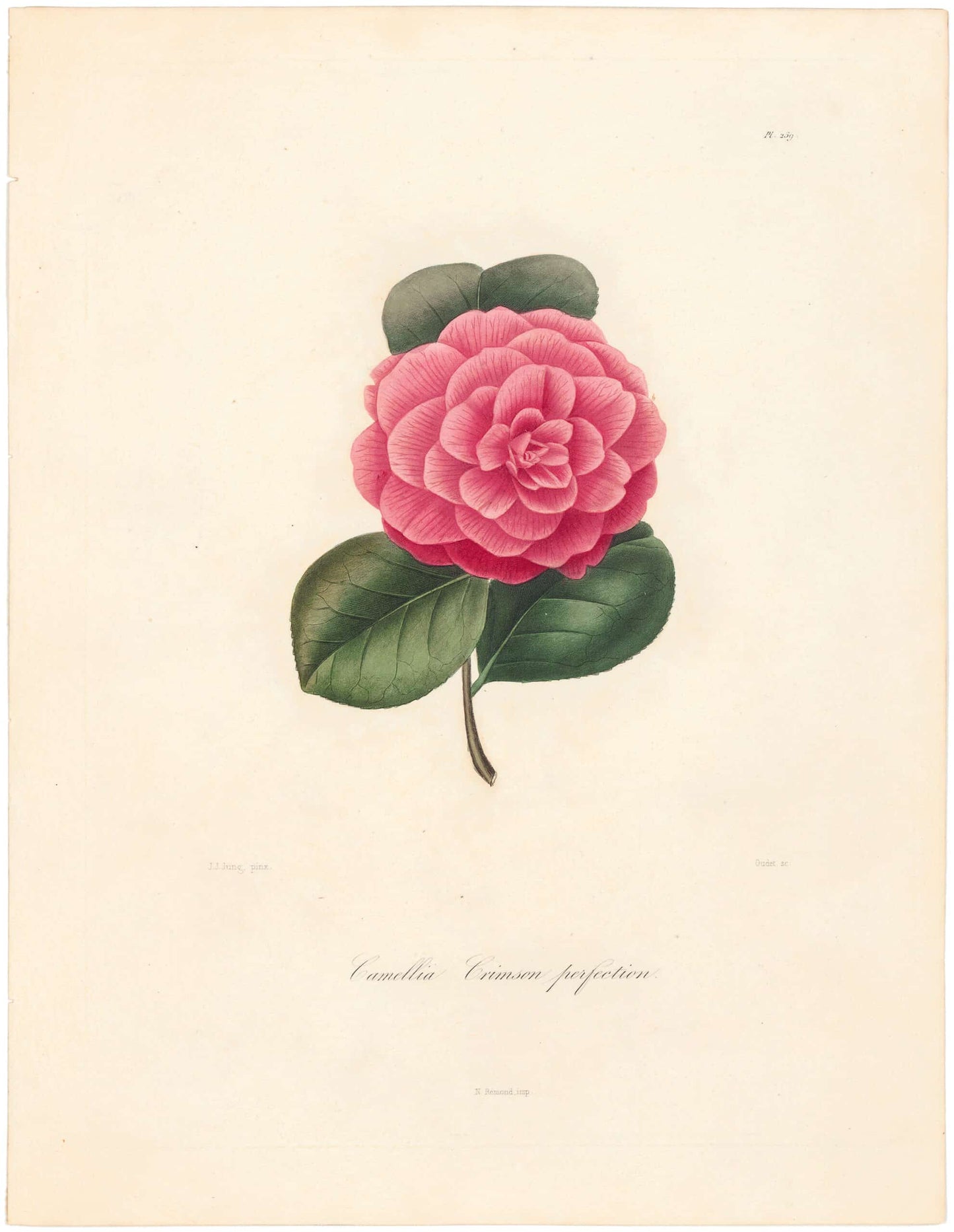 Berlese, Botantial: Camellias, Crimson perfection