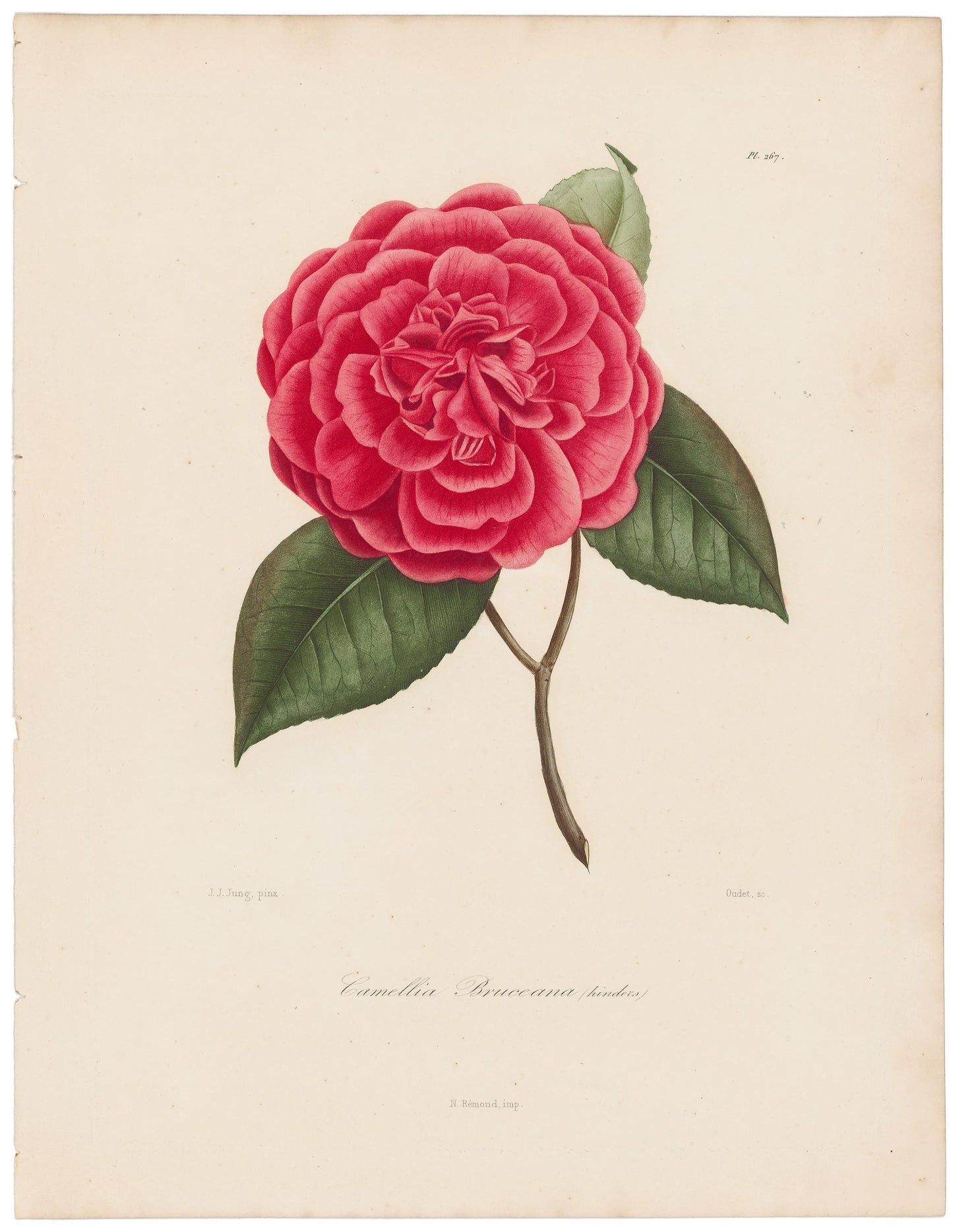Berlese, Botantial: Camellias, Bruceana
