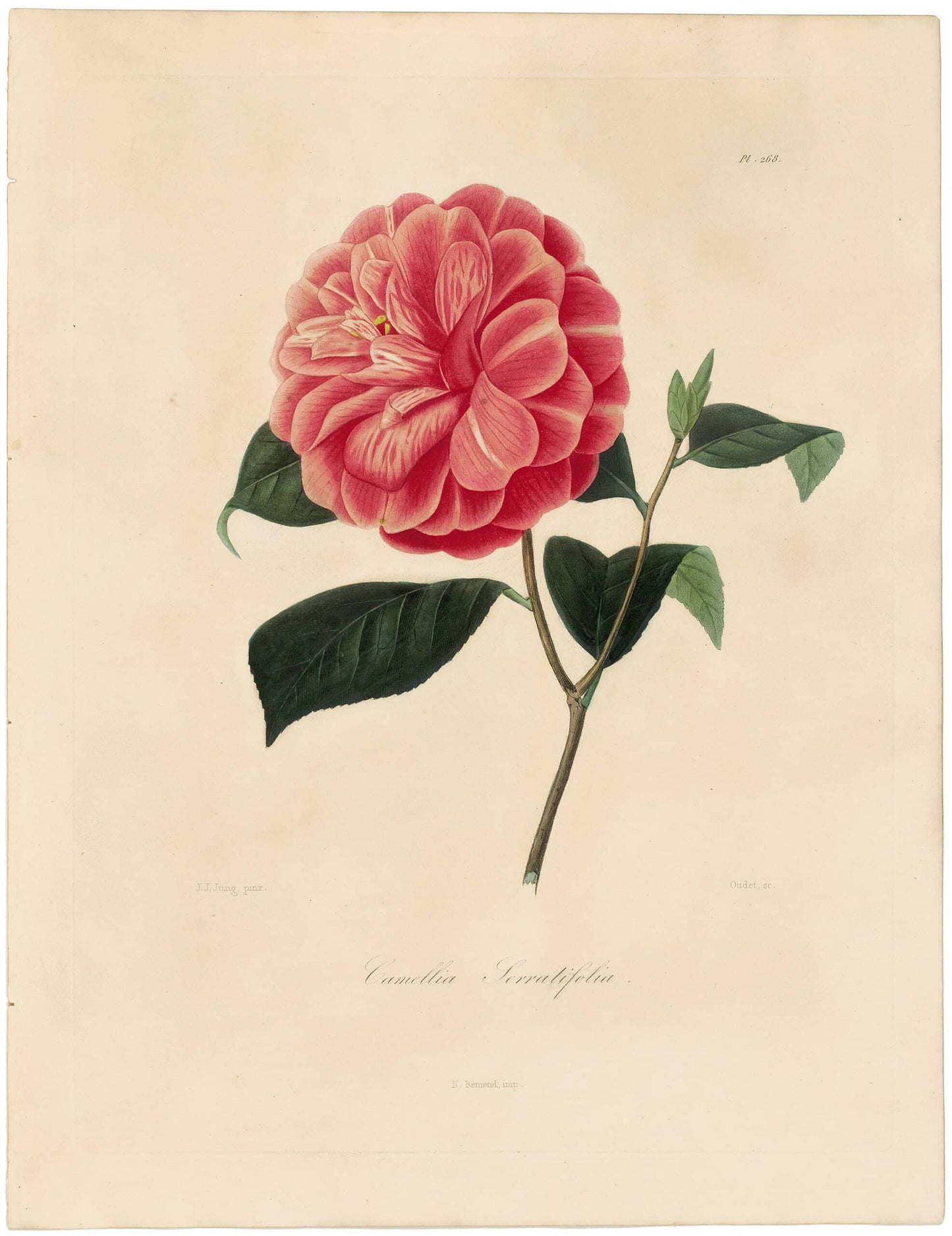 Berlese, Botantial: Camellias, Serralifolia