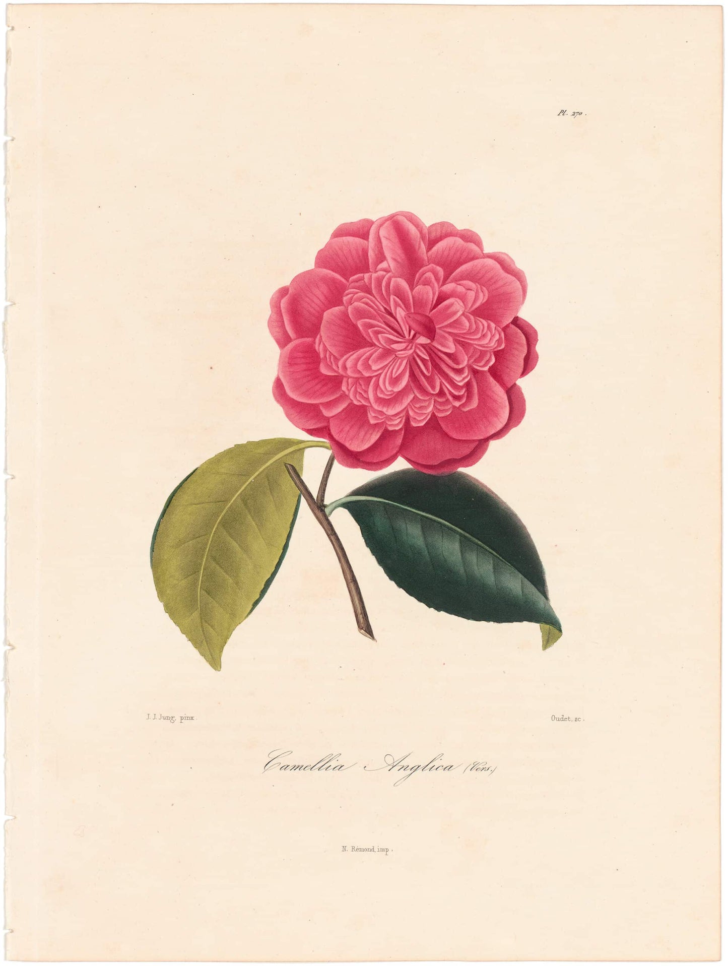 Berlese, Botantial: Camellias, Angelica