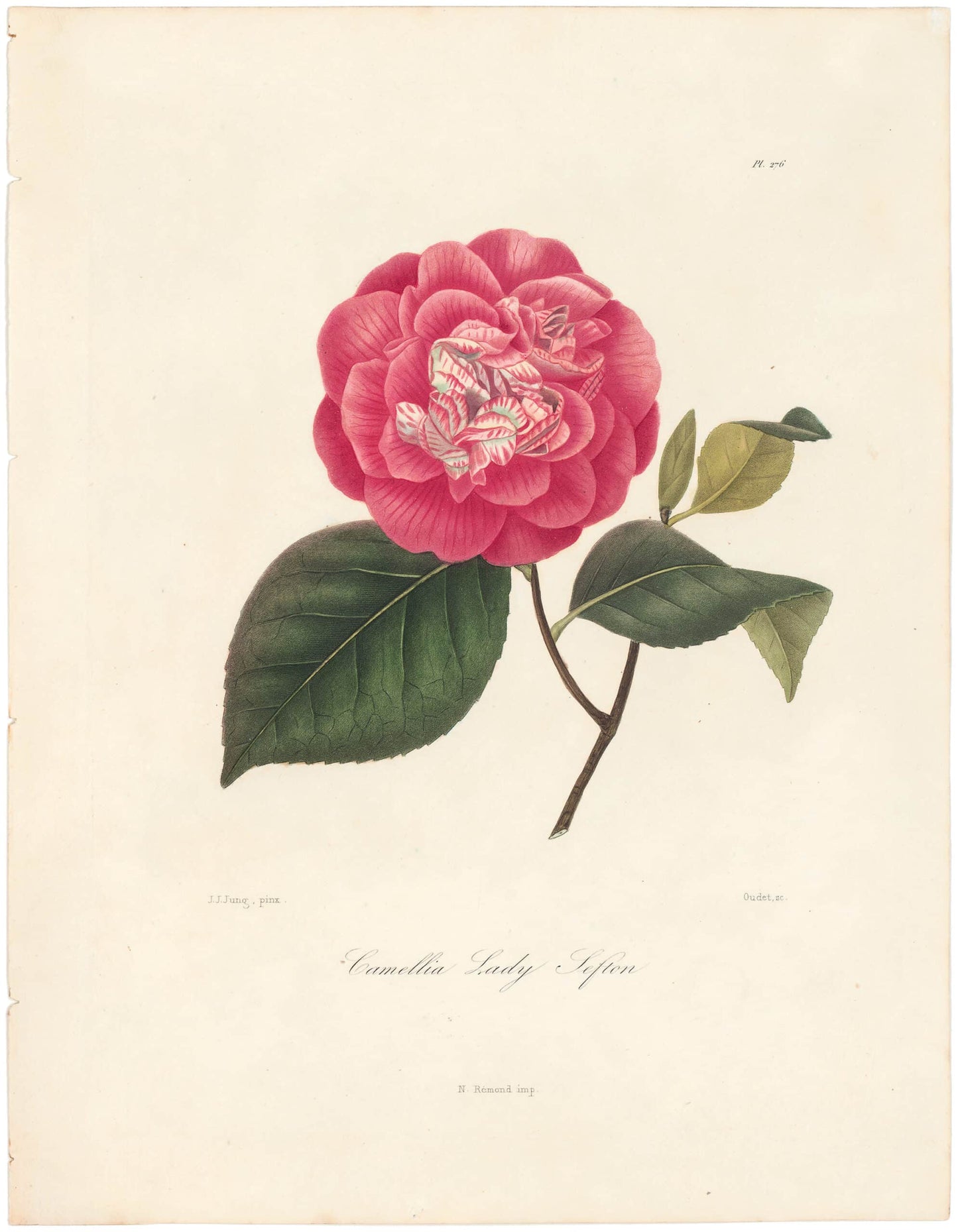 Berlese, Botantial: Camellias, Lady Sefton