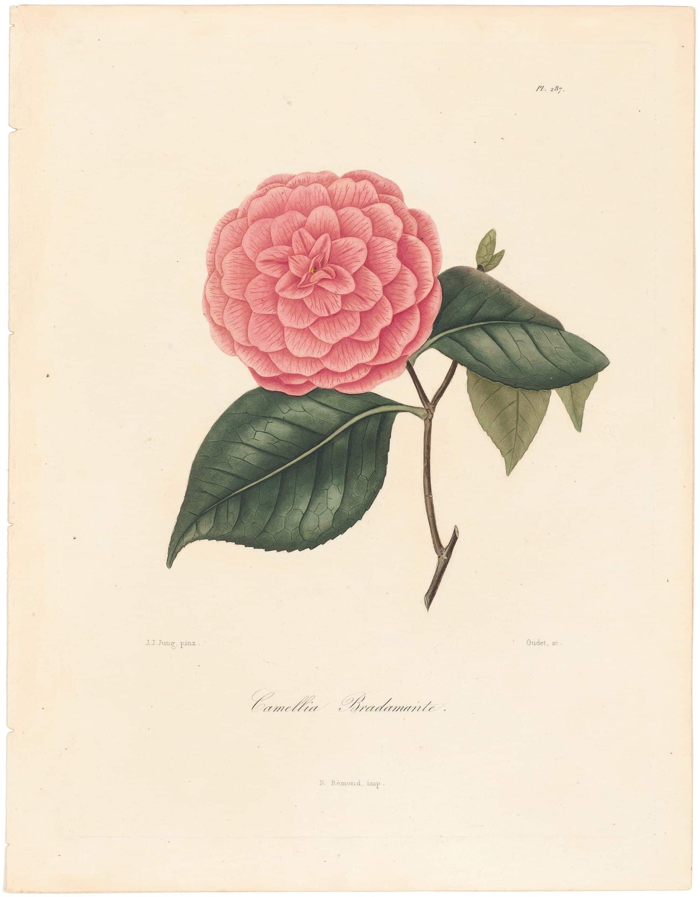Berlese, Botantial: Camellias, Bradamante