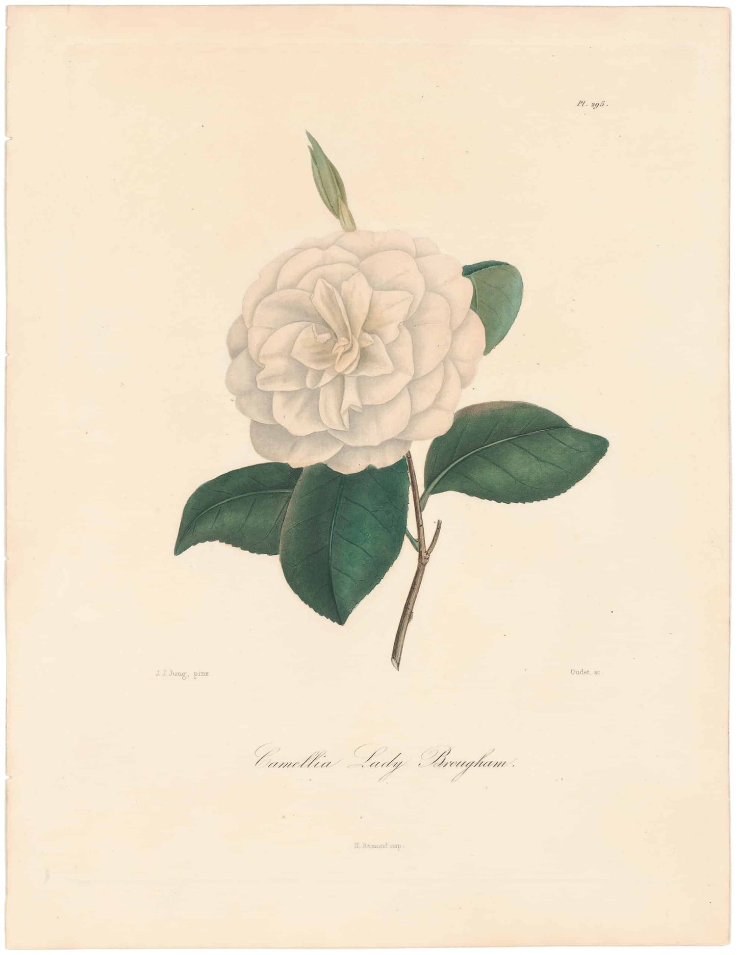 Berlese, Botantial: Camellias, Lady Brougham