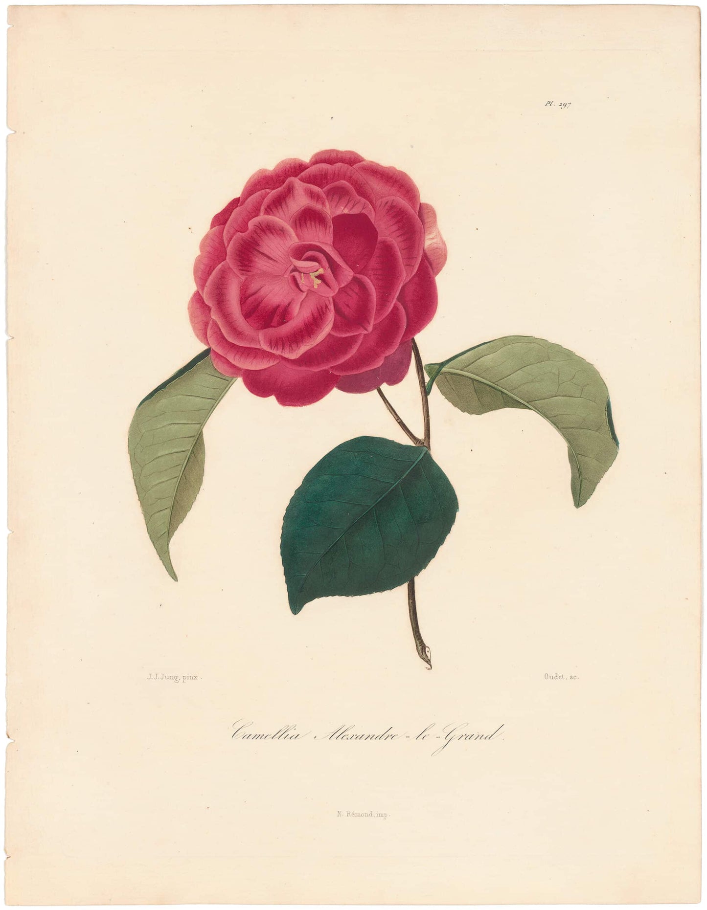 Berlese, Botantial: Camellias, Alexandre-le-Grand