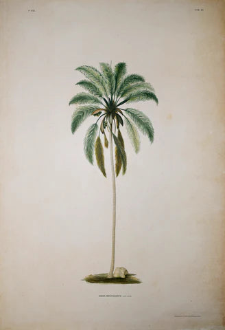 Rodriquez, Botantical: Palm Trees, Cocos Quinque.