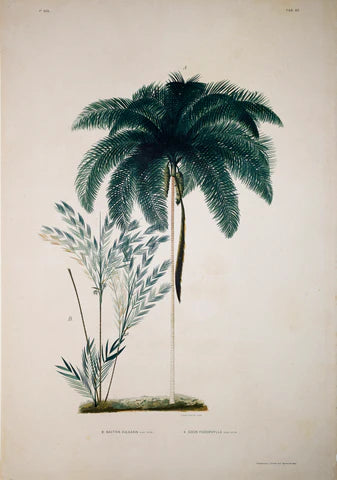Rodriquez, Botantical: Palm Trees, Barbosa Pseud.