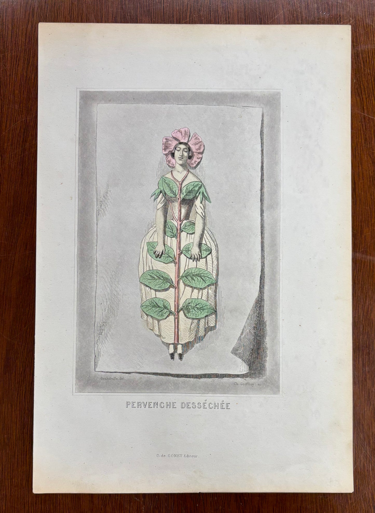 Pervenche Desséchée (Dried Periwinkle)