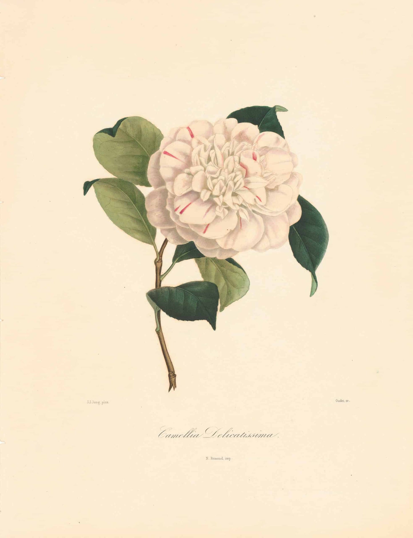 Berlese, Botantial: Camellias, King's royal