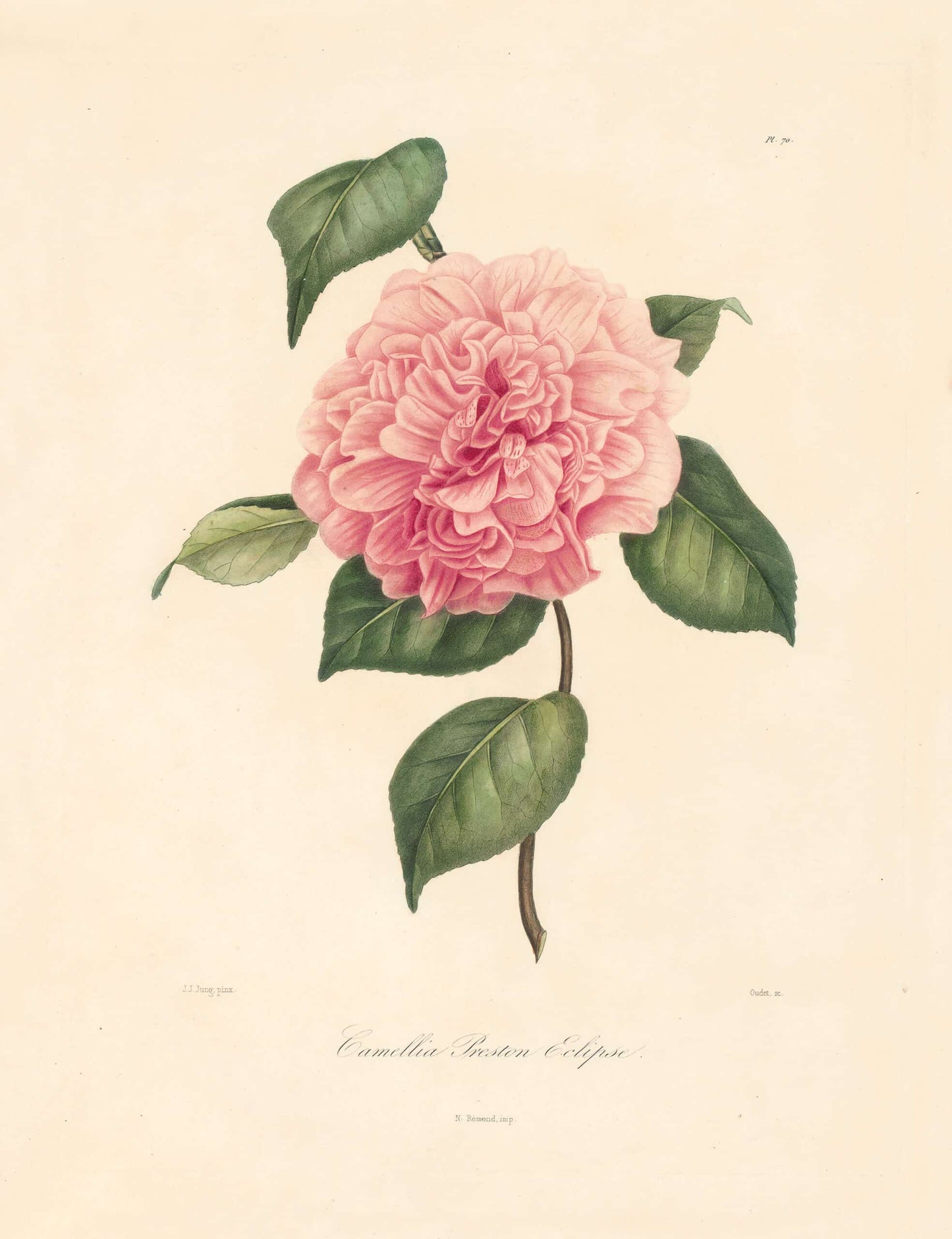 Berlese, Botantial: Camellias, Preston Eclipse