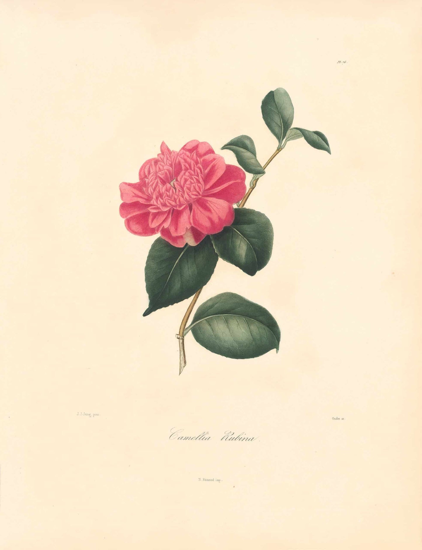 Berlese, Botantial: Camellias, Gellasii rosea