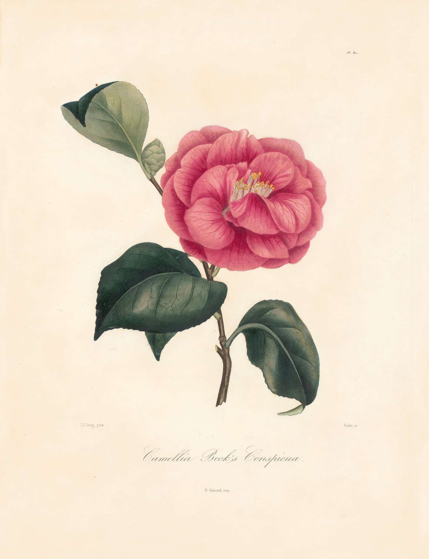 Berlese, Botantial: Camellias, Beck's Conspicua