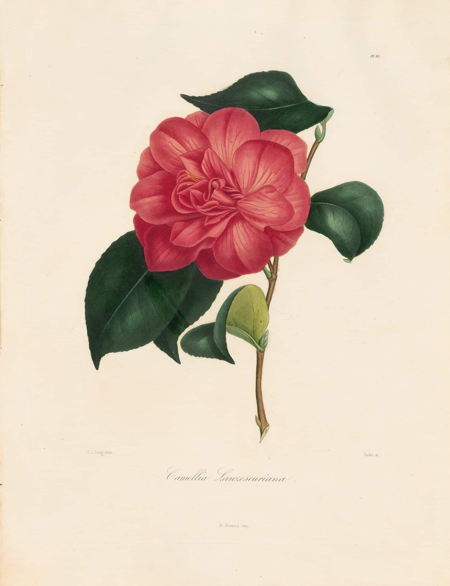 Berlese, Botantial: Camellias, Lanzeseuriana