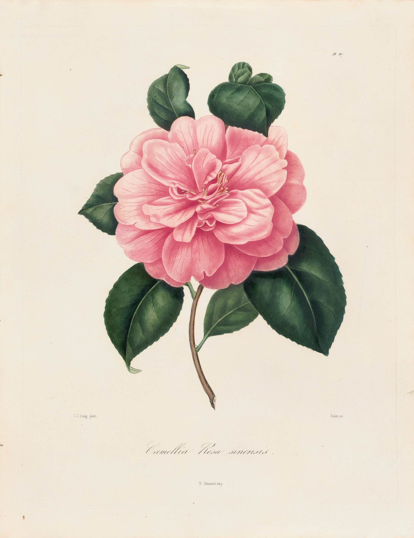 Berlese, Botantial: Camellias, Rosa sinensis