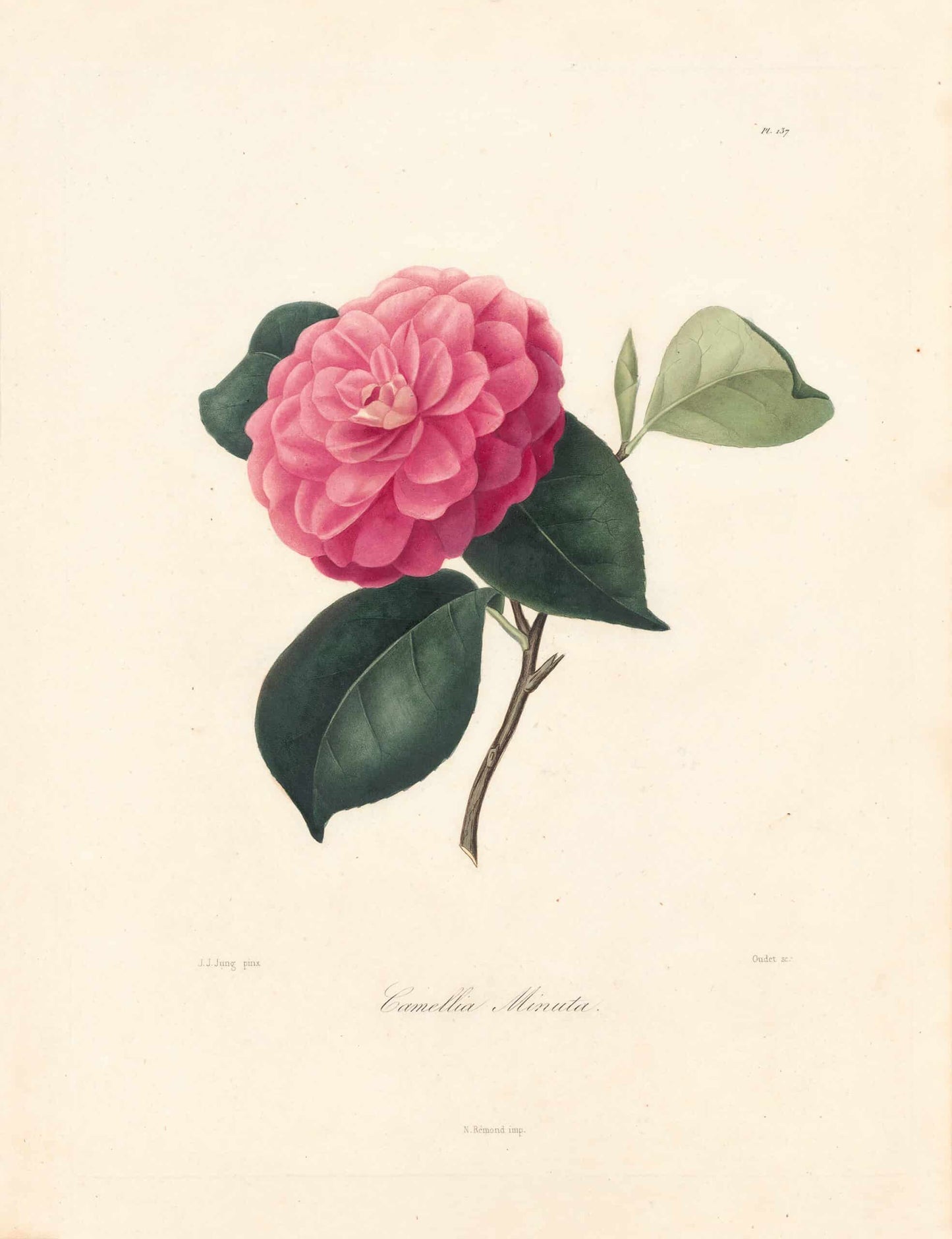 Berlese, Botantial: Camellias, Spiraliter inbricata