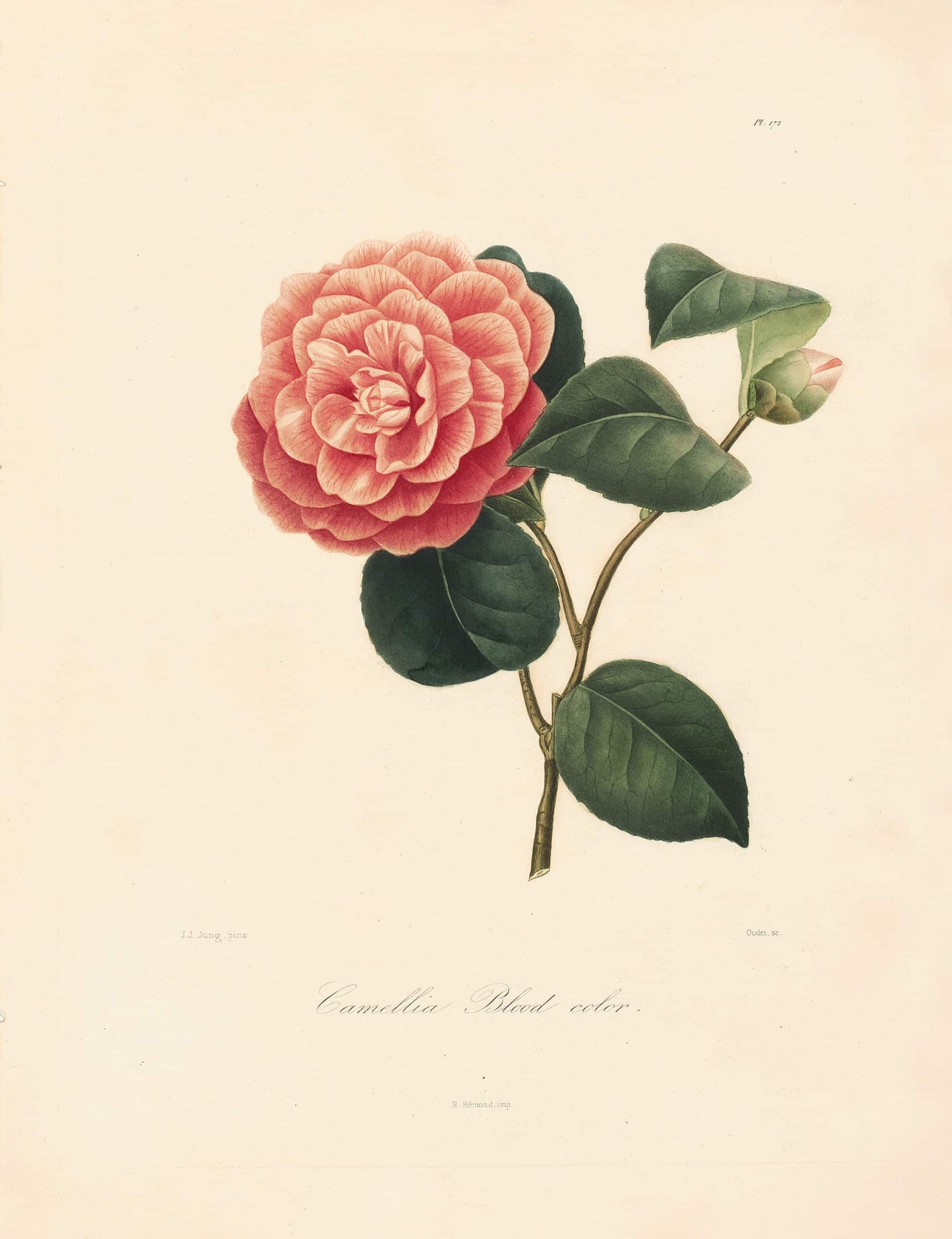 Berlese, Botantial: Camellias, Blood color
