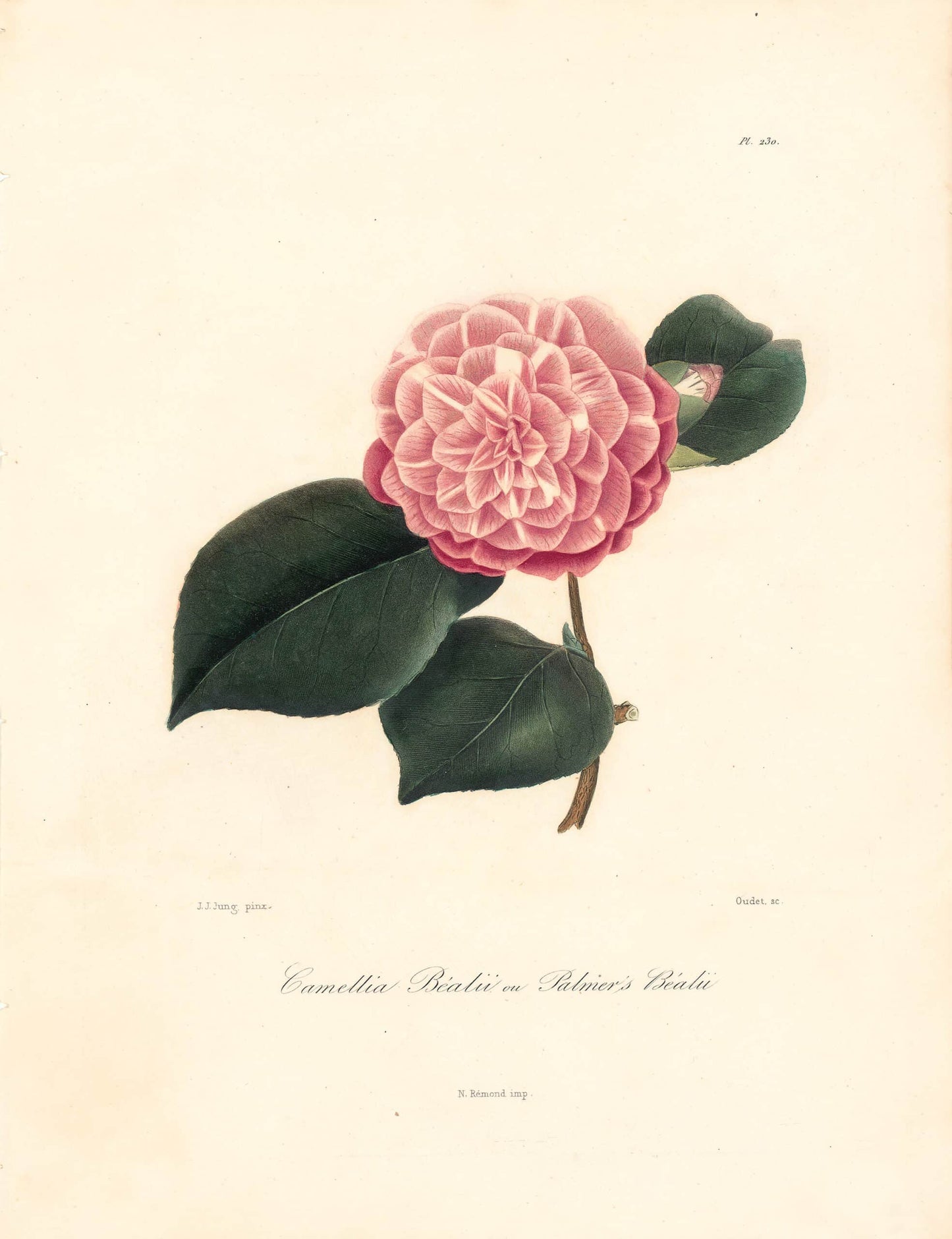 Berlese, Botantial: Camellias, Bealii ou Palmer's