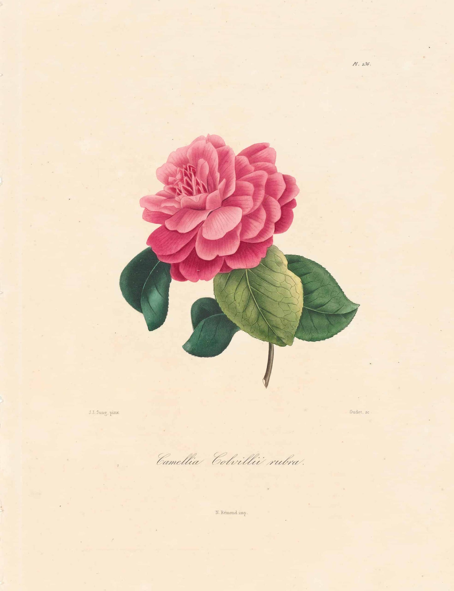 Berlese, Botantial: Camellias, Cohillii rubra