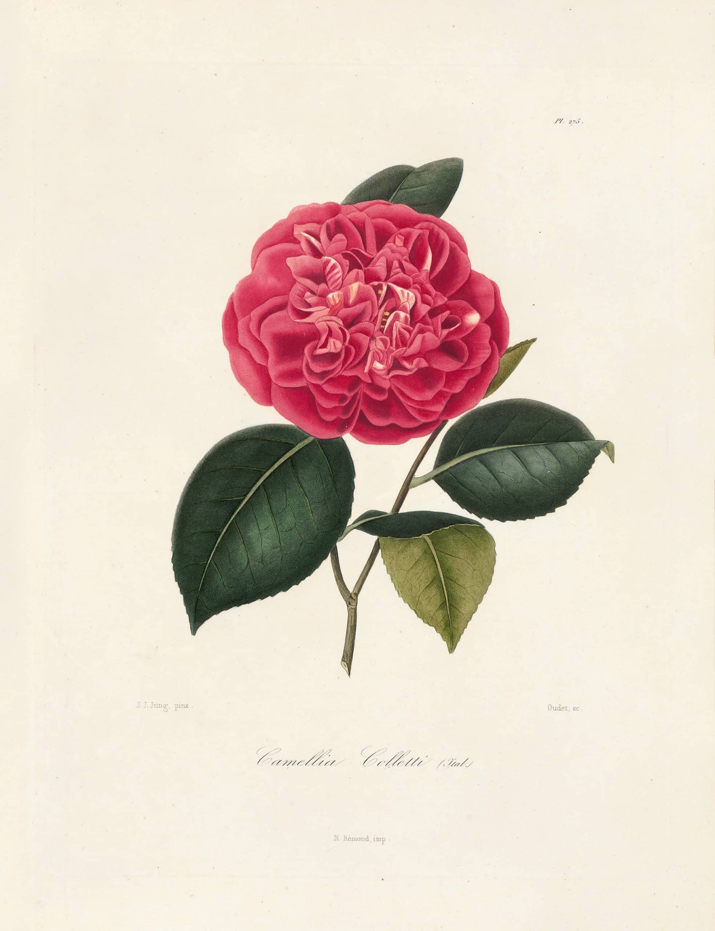Berlese, Botantial: Camellias, Colletti