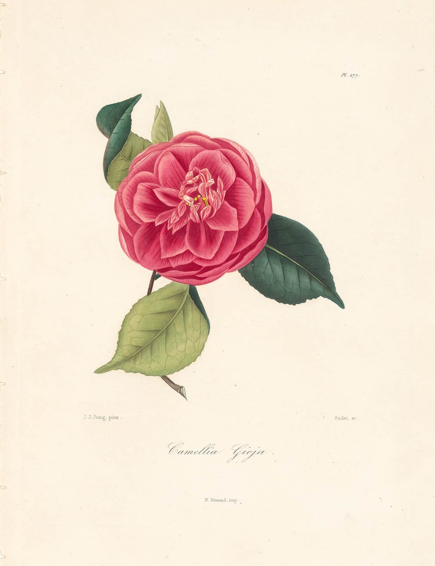 Berlese, Botantial: Camellias, Gioja