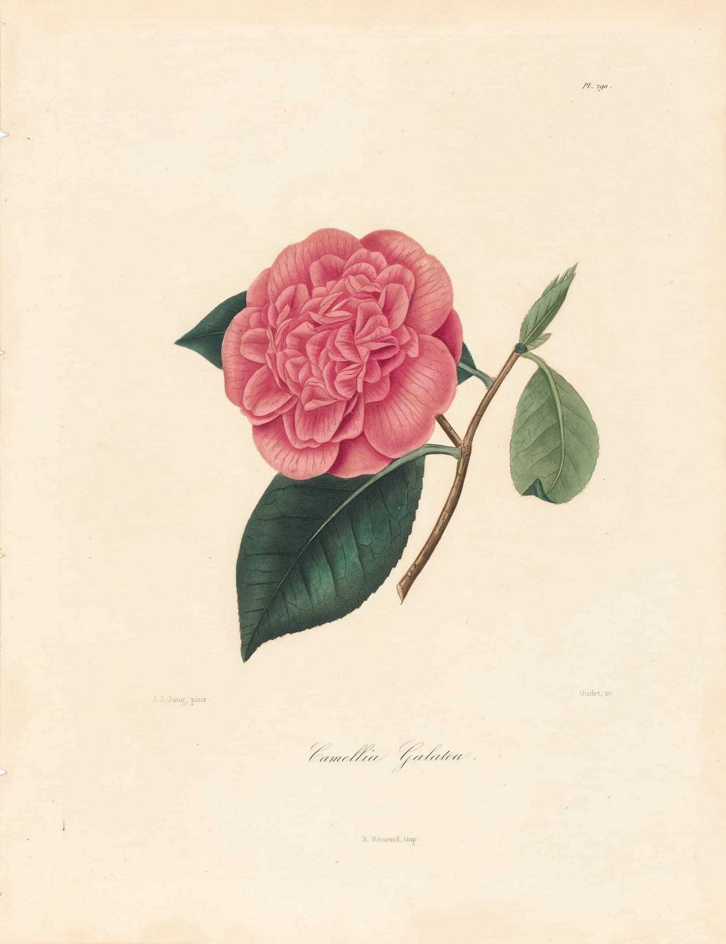 Berlese, Botantial: Camellias, Galatea