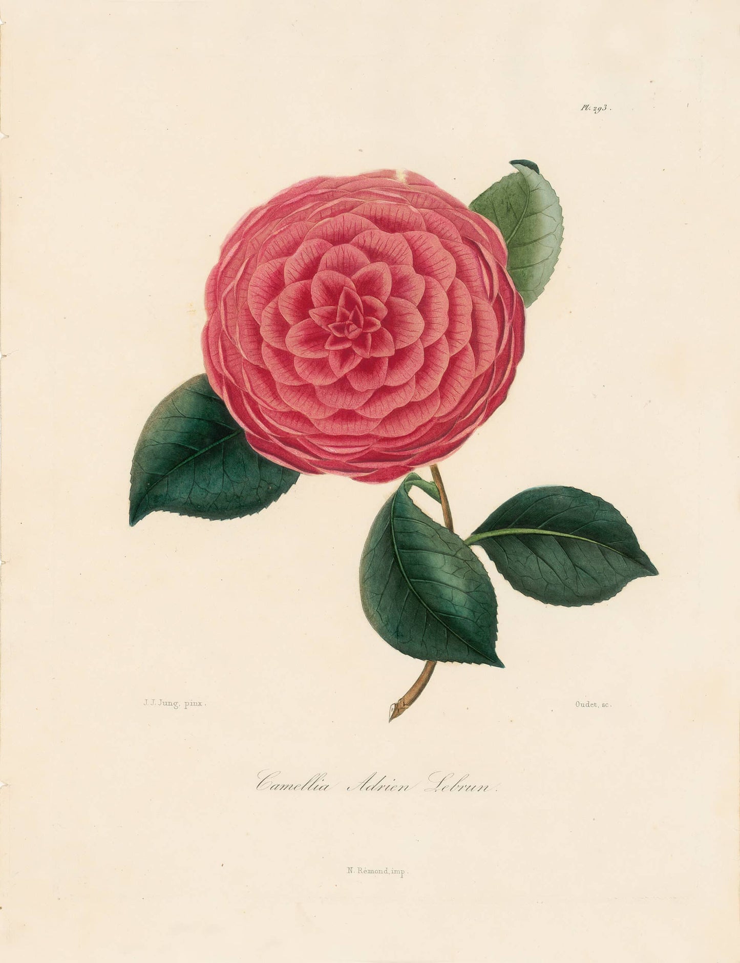 Berlese, Botantial: Camellias, Adrien Lebrun