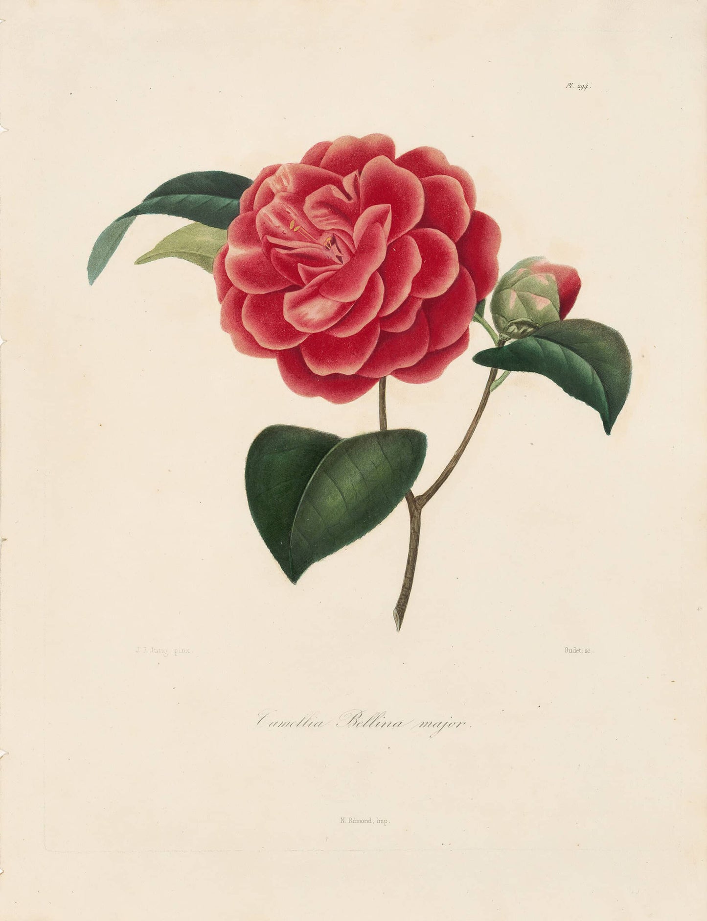 Berlese, Botantial: Camellias, Bellina major