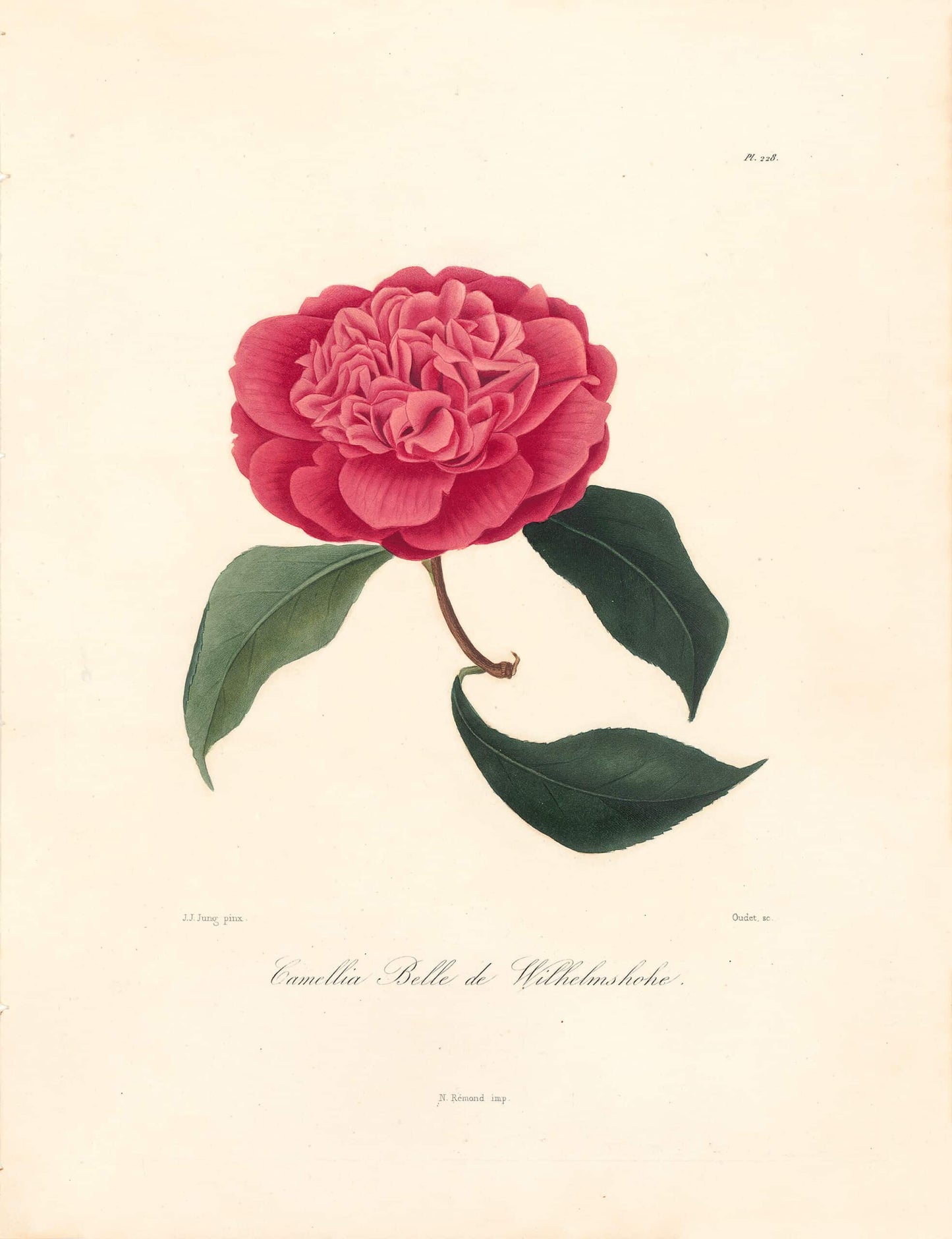 Berlese, Botantial: Camellias, Bella de Wilhelmshohe