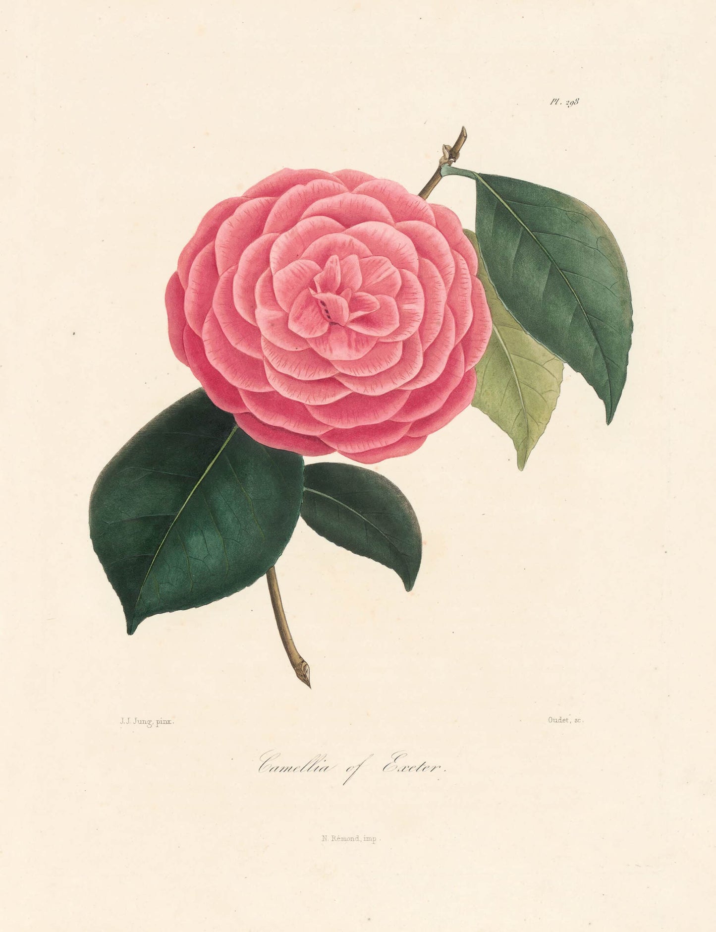 Berlese, Botantial: Camellias, Camellia of Exeter