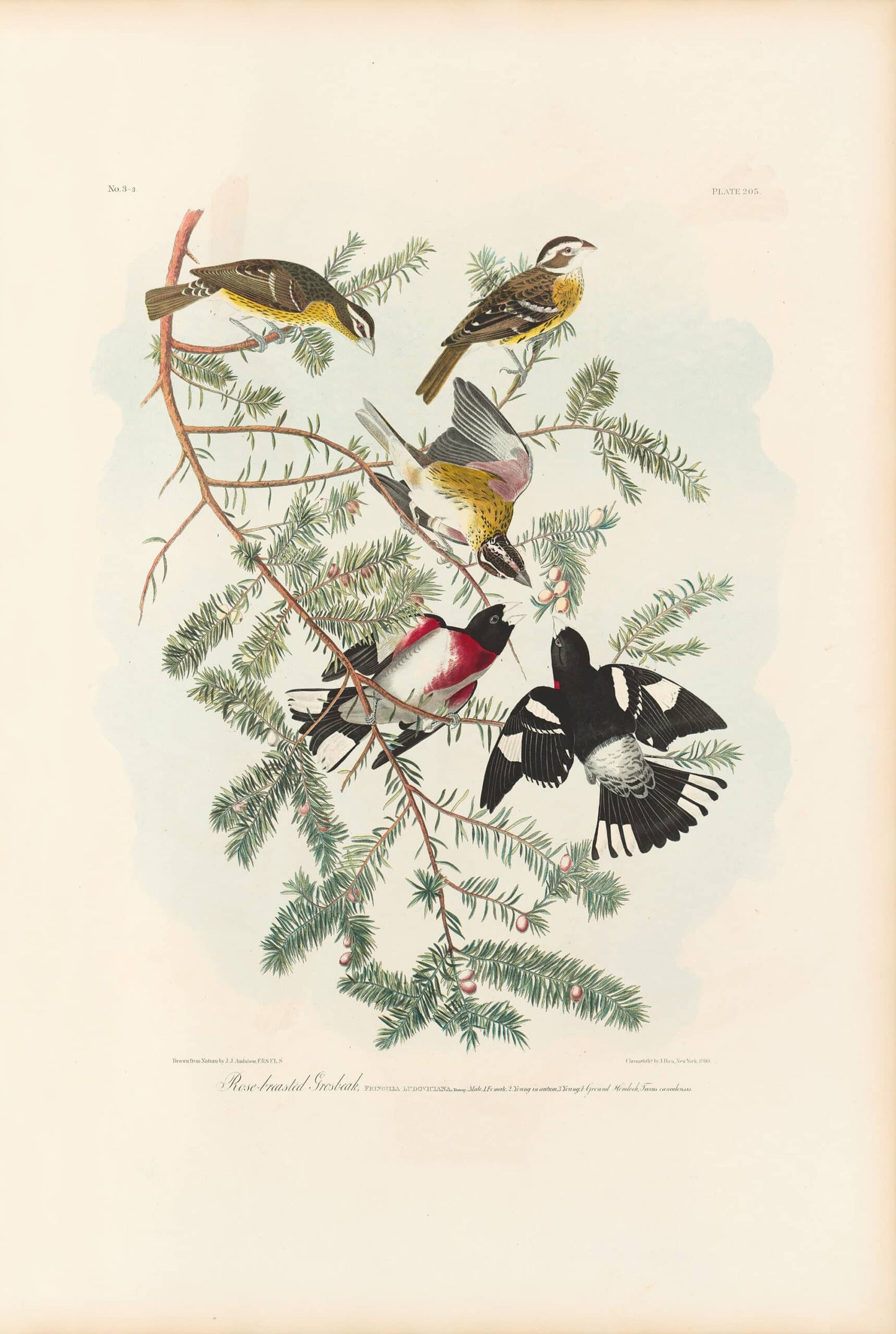 John James Audubon Leipzig Ed.Rose-breasted Grosbeak Print Lithograph Engraving 1972 Germany Birds of America Collection