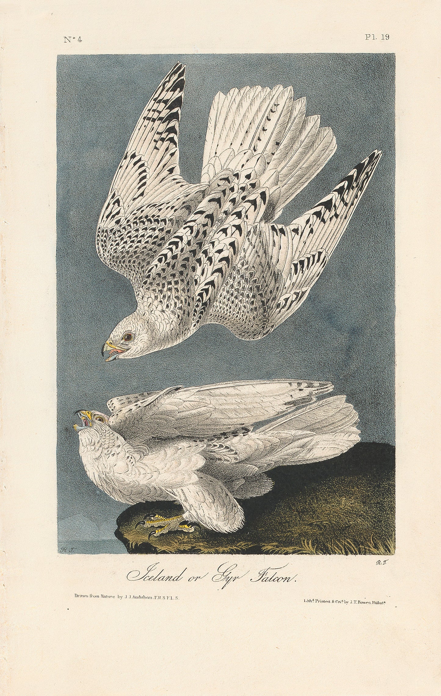 John James Audubon Leipzig Ed.Iceland Gyr Falcon Print Lithograph Engraving 1973 Germany Birds of America Collection