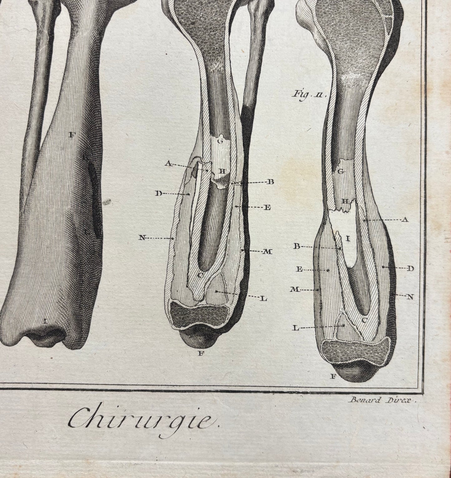 Plate 7, Long Bones by Louis-Jacques Goussier