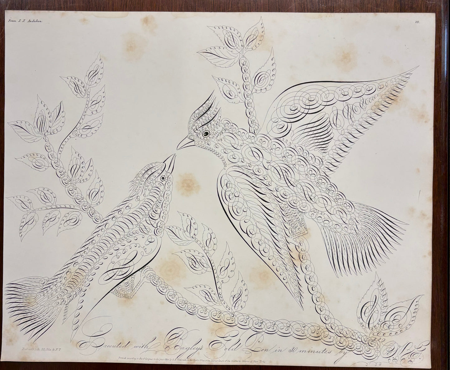 Audubon Birds in Calligraphy by Oliver B. Goldsmith