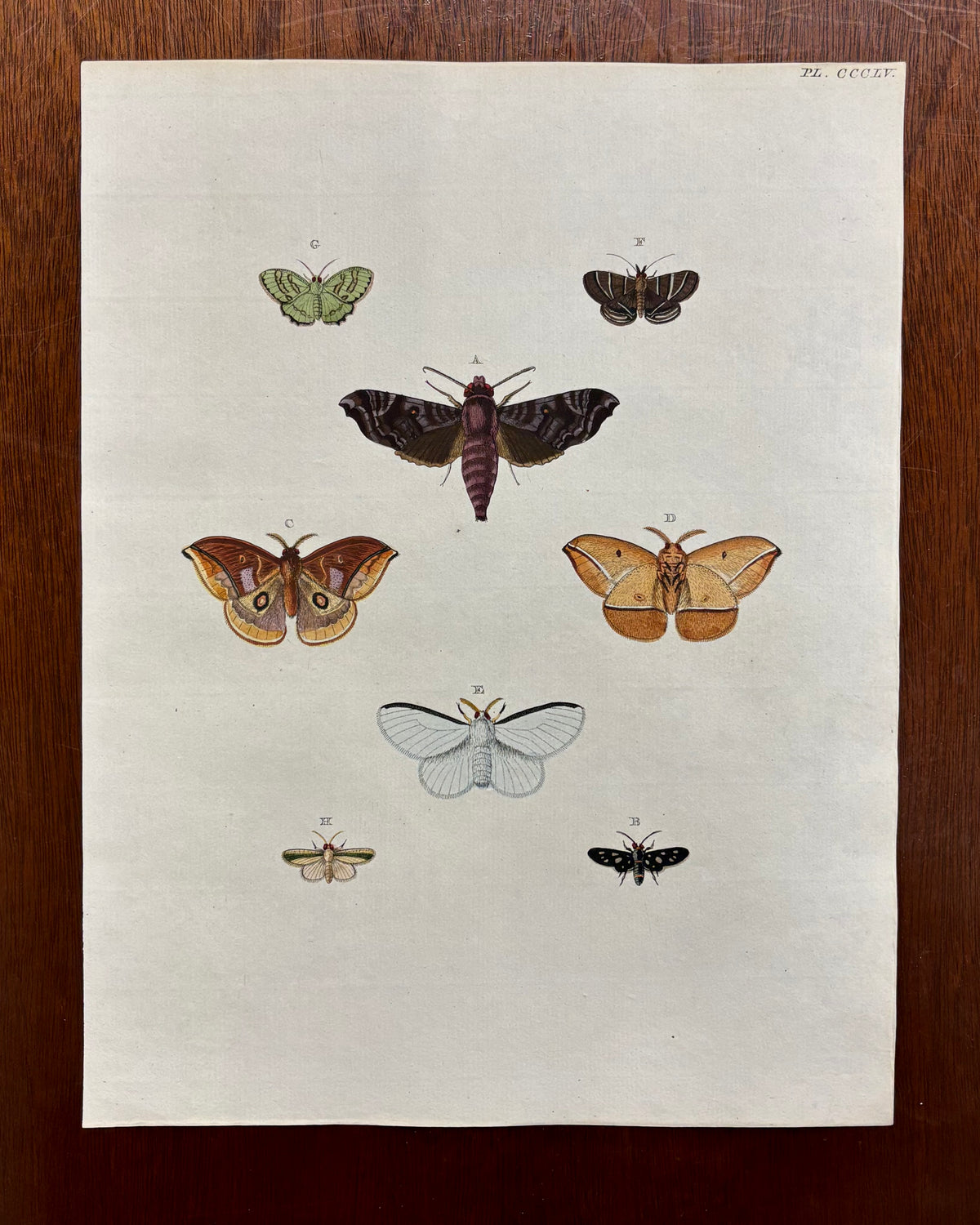 Plate LXVI by Anonymous Artist