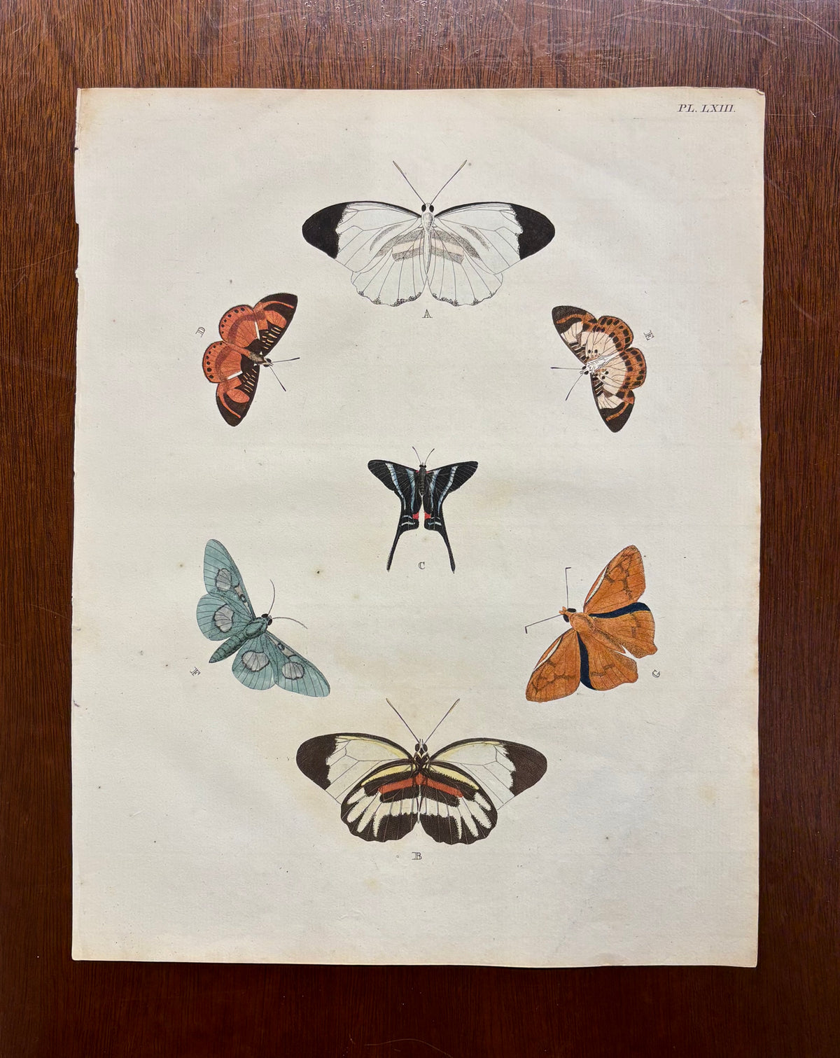 Plate LXVI by Anonymous Artist