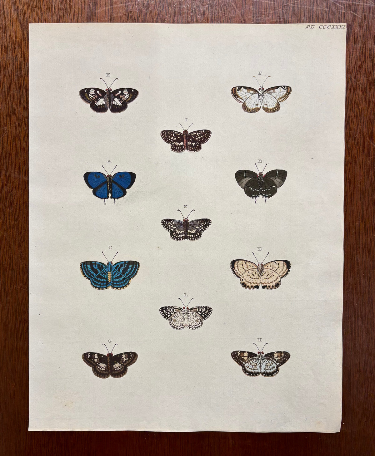 Plate CCCXXXII