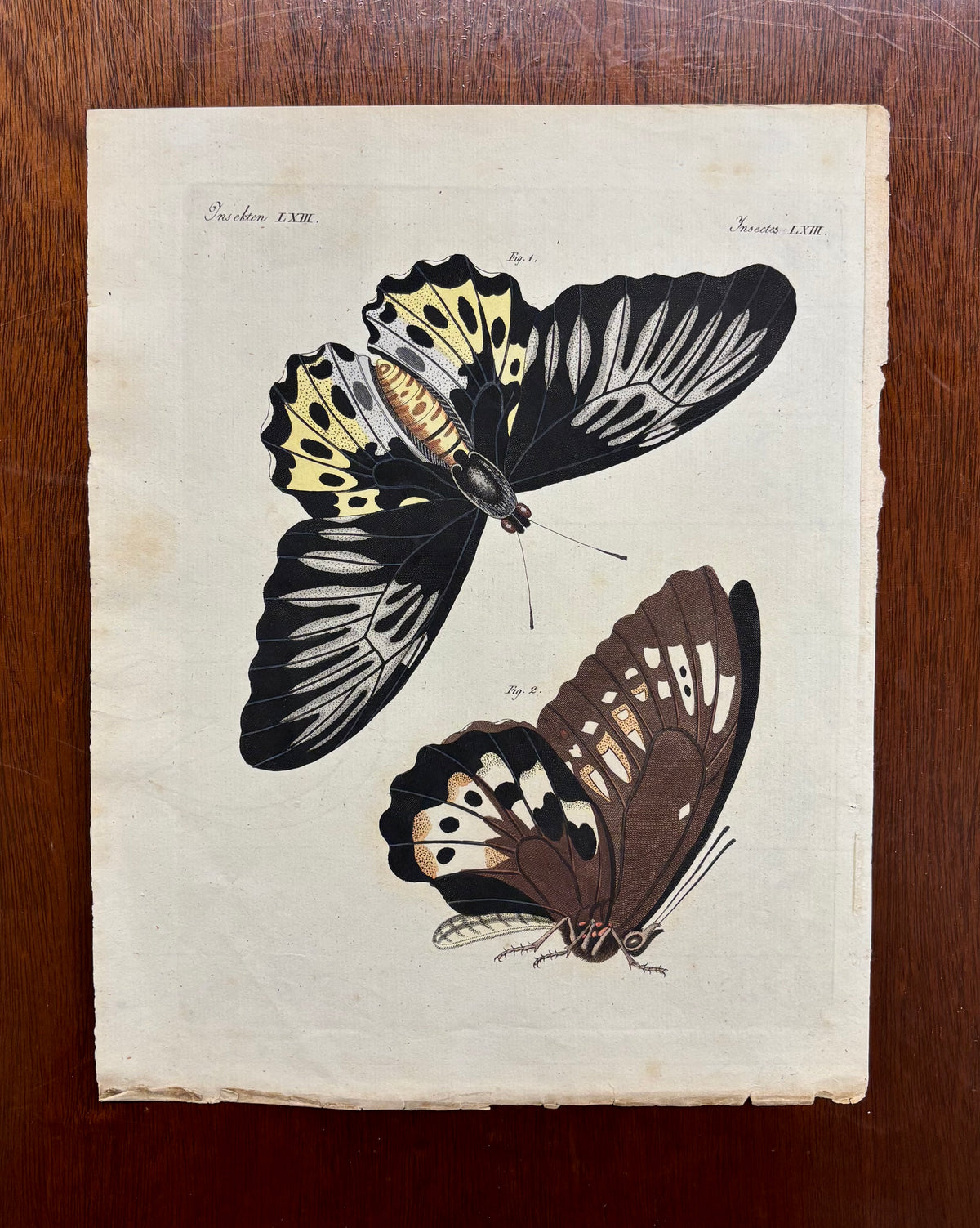 Insekten XXXIV by Anonymous Artist