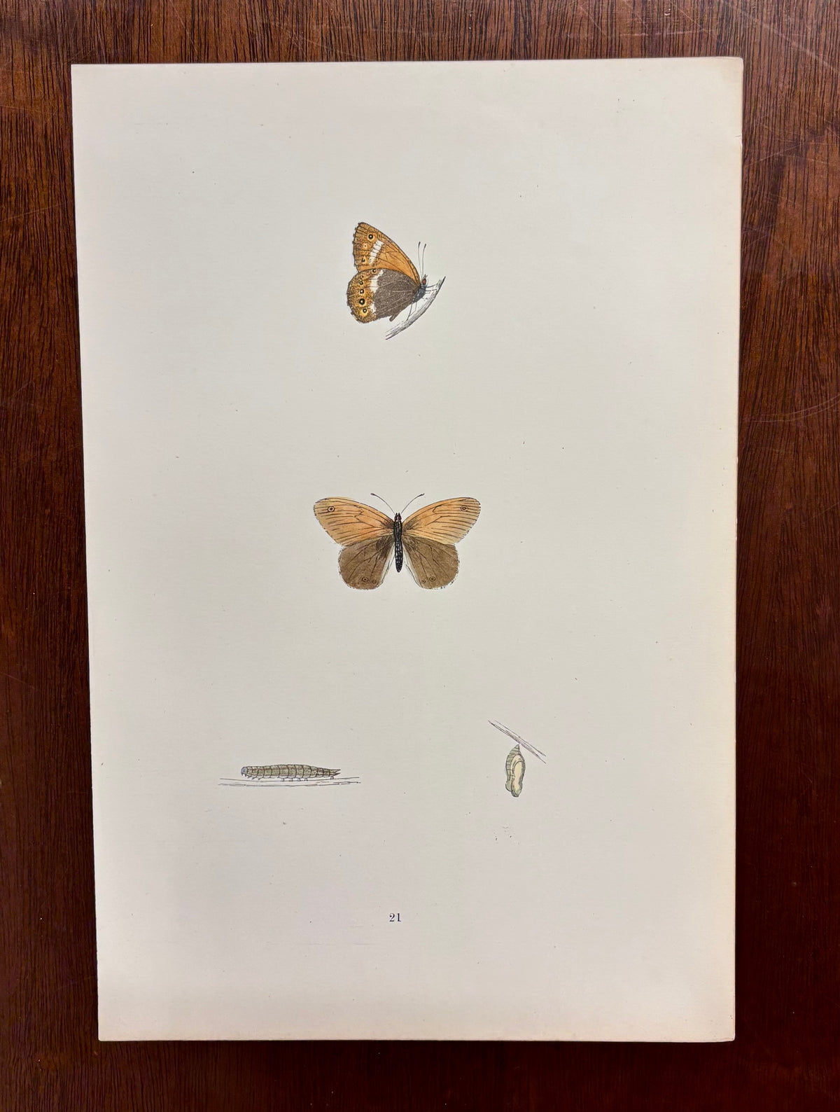British Butterflies (Pl. 21) by Henry Noel Humphreys