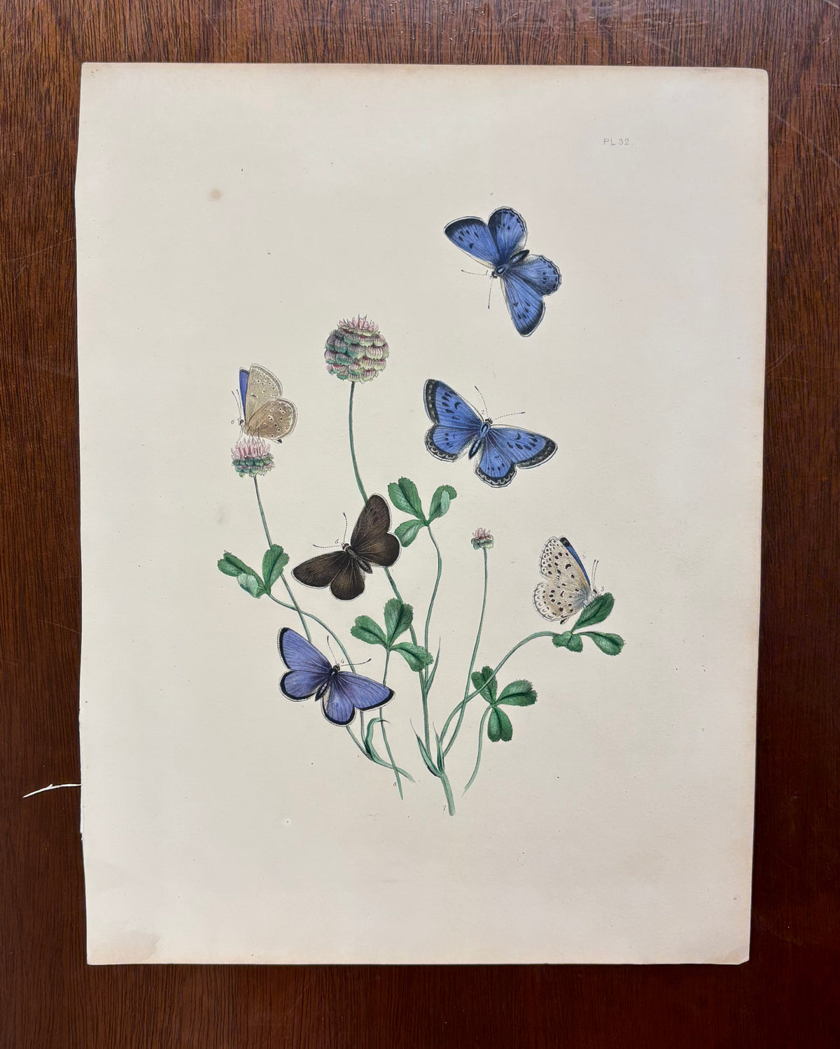 Butterflies (Pl. 32) by Henry Noel Humphreys