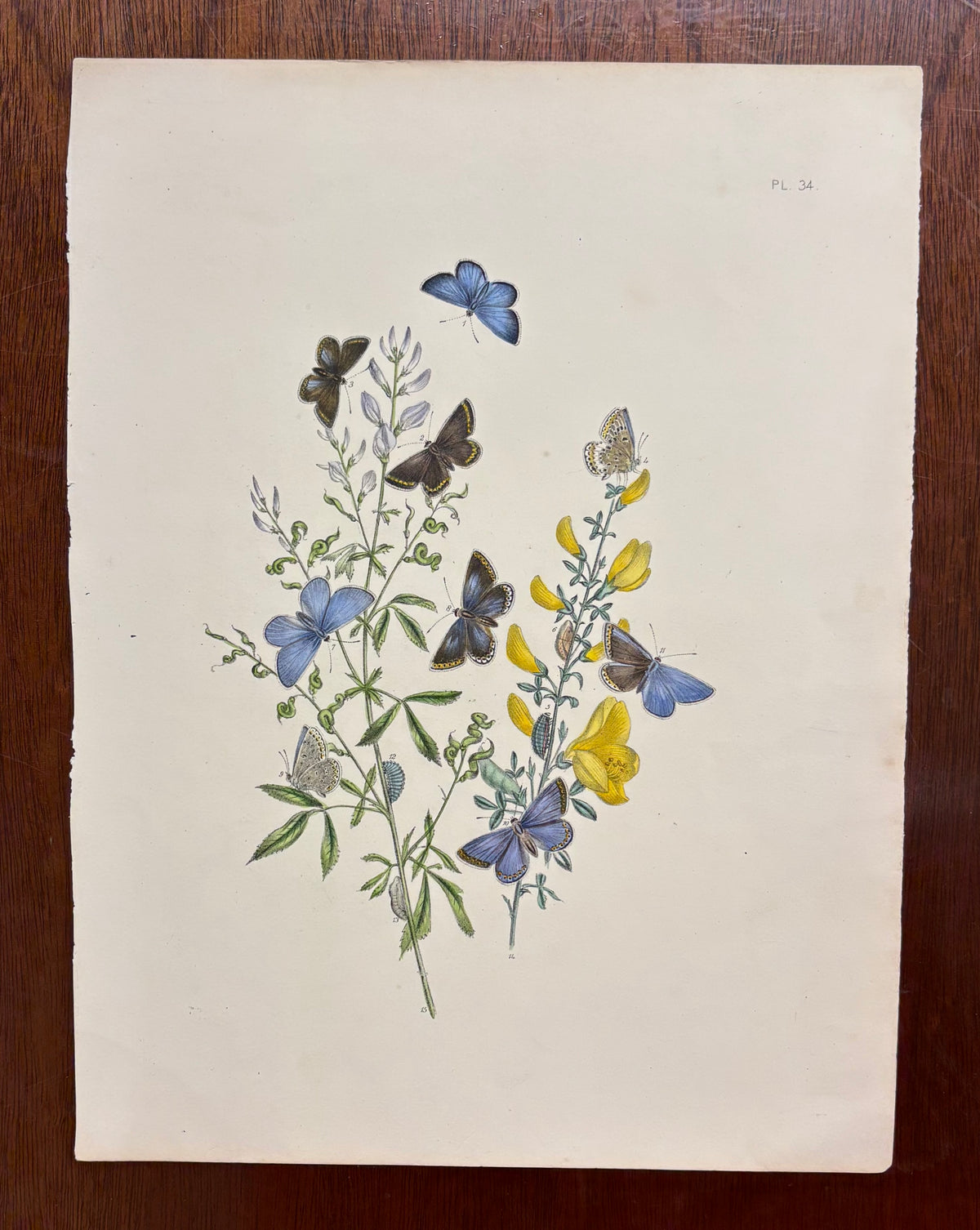 Butterflies (Pl. 34) by Henry Noel Humphreys