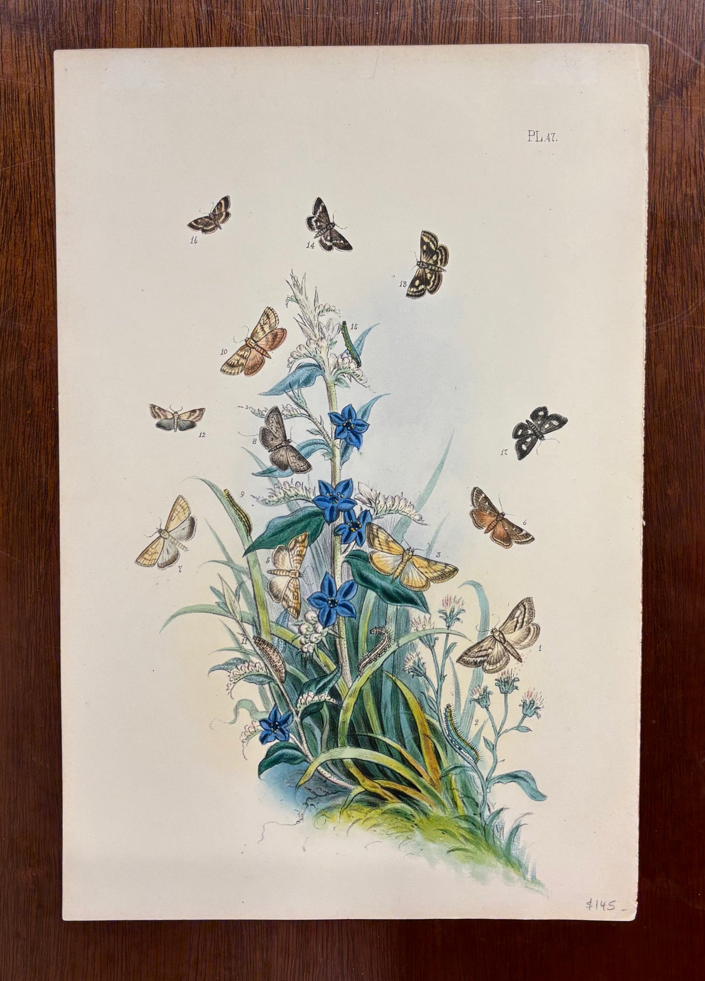 Moths (Pl. 47) by Henry Noel Humphreys