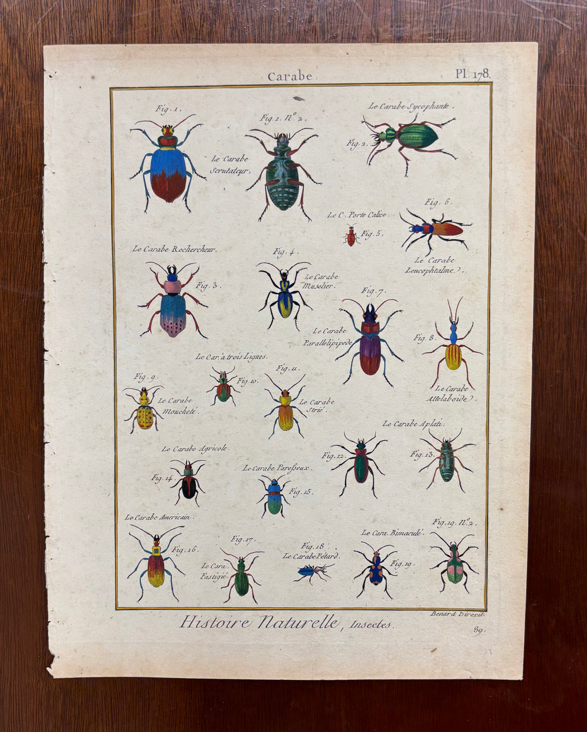 Carabe (Plate 178) by Robert Bénard