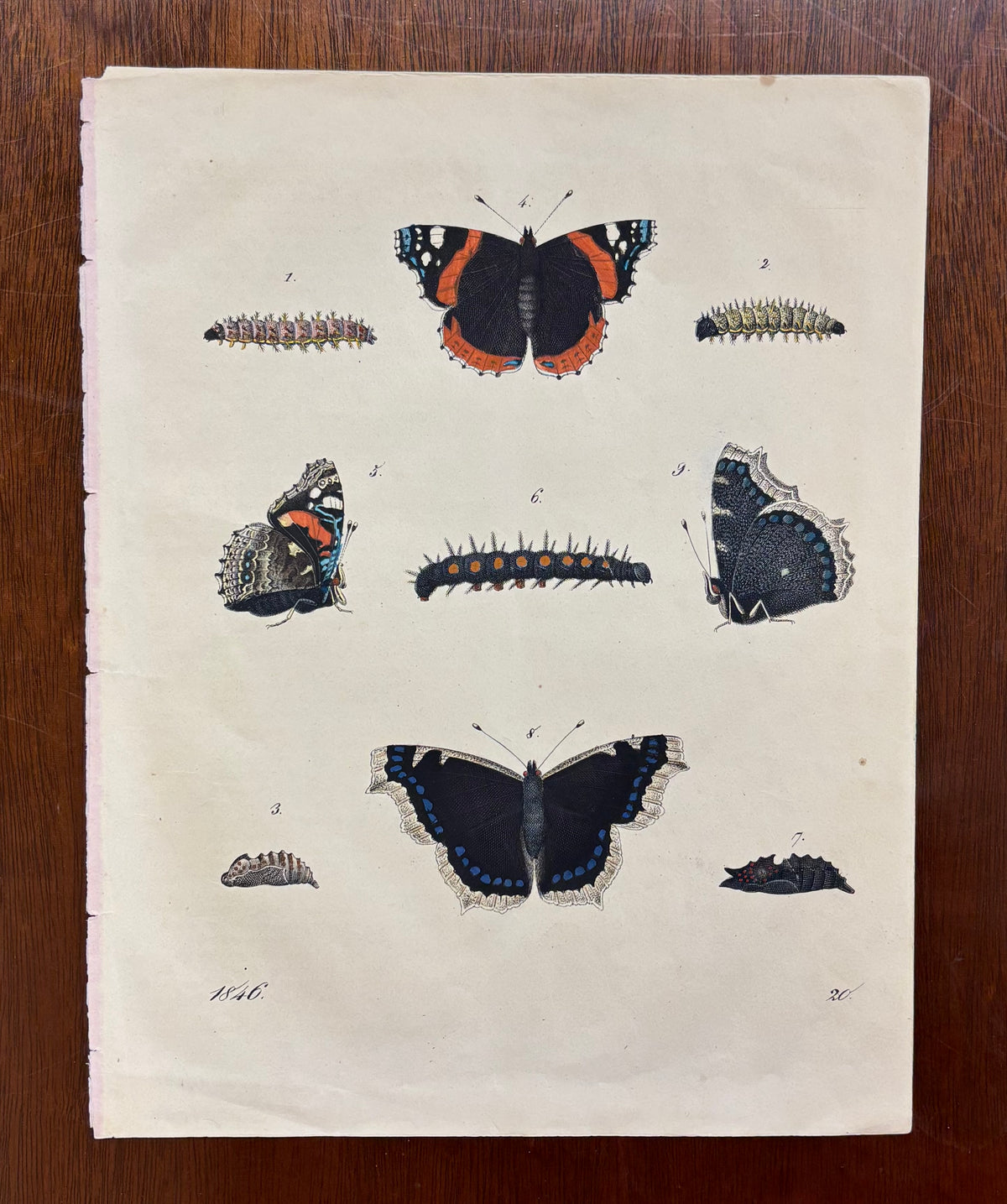 Butterflies and Caterpillars by Carl Hoffman