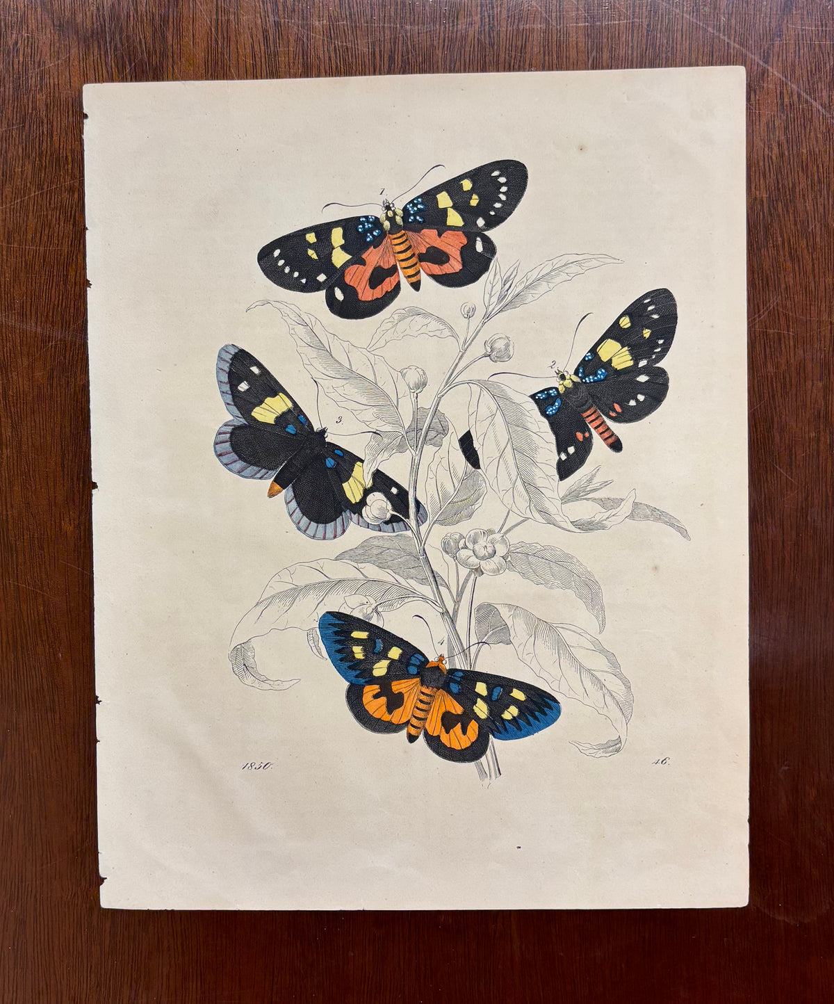 Butterflies and Plants by Carl Hoffman