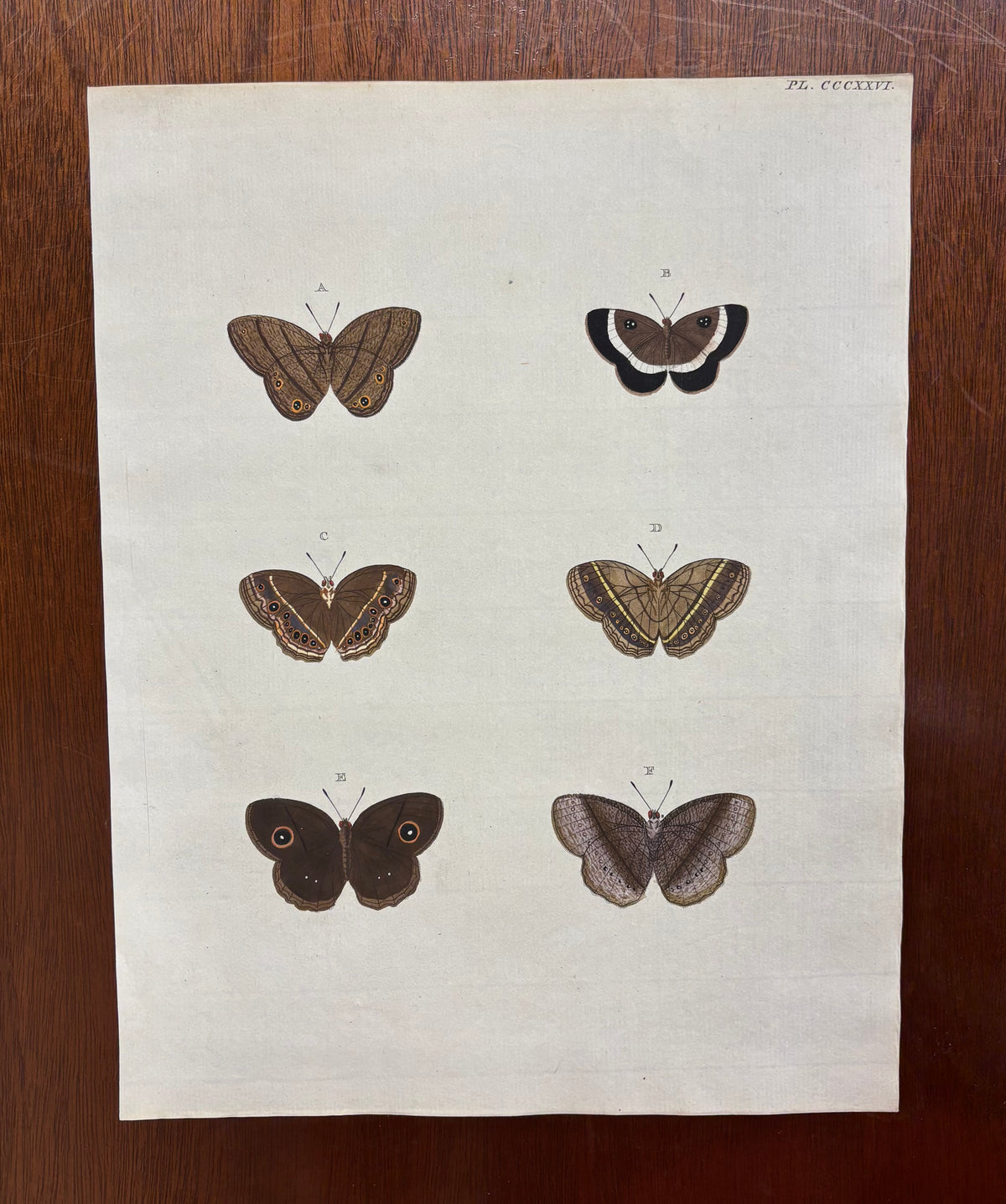 Butterflies (Pl. CCCXXXVI) by Gerrit Wartenaar Lambertz