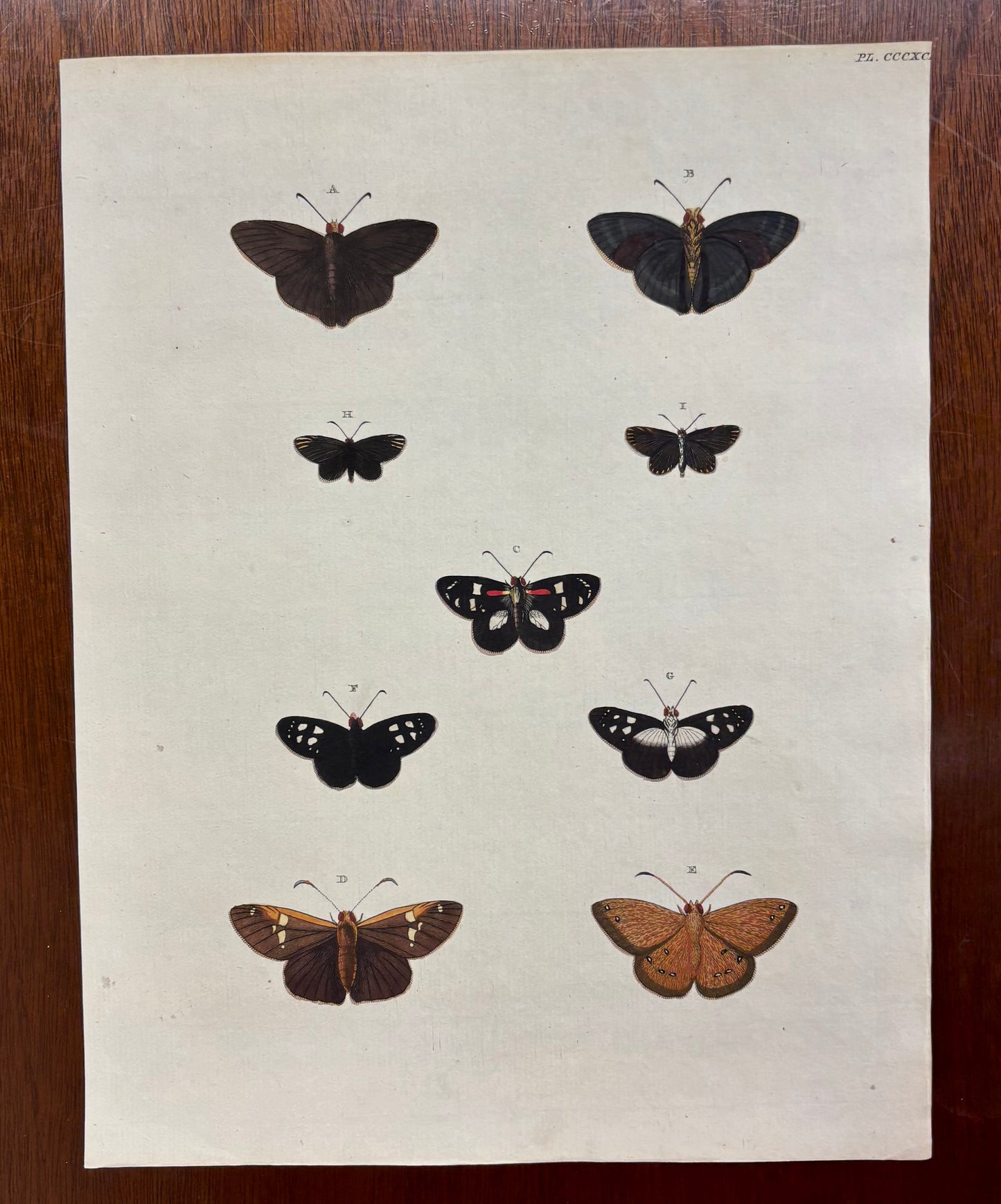 Butterflies (Pl. CCCXCIX) by Gerrit Wartenaar Lambertz